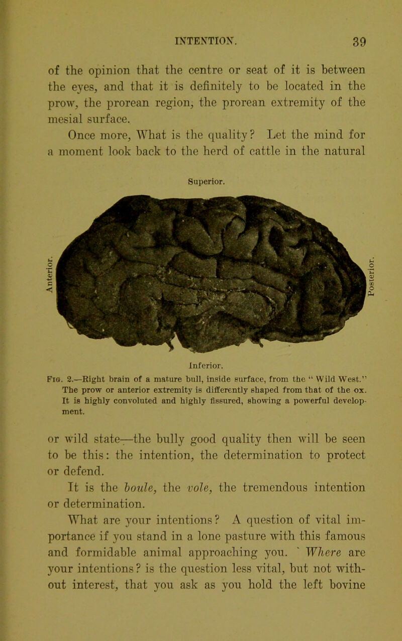 of the opinion that the centre or seat of it is between the eyes, and that it is definitely to be located in the prow, the prorean region, the prorean extremity of the mesial surface. Once more, What is the quality? Let the mind for a moment look back to the herd of cattle in the natural Superior. Inferior. Fig. 2.—Eight brain of a mature bull, inside surface, from the “ Wild West.” The prow or anterior extremity is differently shaped from that of the ox. It is highly convoluted and highly fissured, showing a powerful develop- ment. or wild state—the bully good quality then will be seen to be this: the intention, the determination to protect or defend. It is the boule, the vole, the tremendous intention or determination. What are your intentions? A question of vital im- portance if you stand in a lone pasture with this famous and formidable animal approaching you. ' Where are your intentions? is the question less vital, but not with- out interest, that you ask as you hold the left bovine Posterior.
