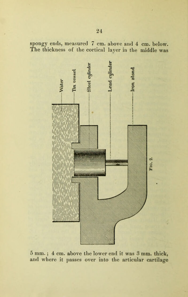 spongy ends, measured 7 cm. above and 4 cm. below. The thickness of the cortical layer in tlie middle was 2 Ui* 5 mm.; 4 cm. above the lower end it was S mm. thick, and where it i)asses over into the articular cartilage