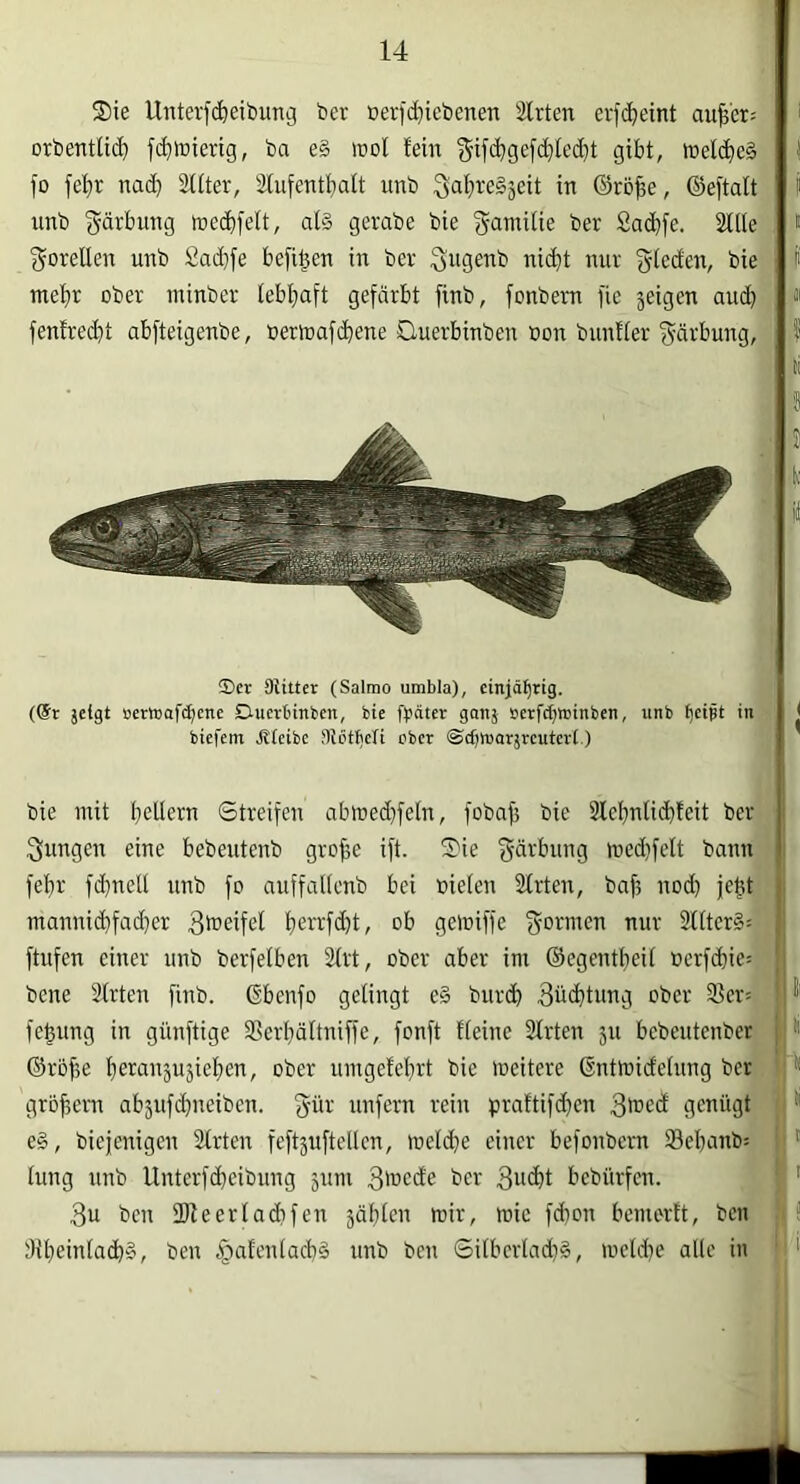 ®ie Unter)(Reibung ber ßer)d}iebenen Sitten er)(^eint au^et; ' orbentüc)) fi^mierig, ba e§ mol fein )5i)c^ge)d}Ied}t gibt, melcbe§ M )o )ebr no(b Sllter, Slu)entbaft unb in ©röbe, @e)talt i P unb f^äi^bung mecbfelt, al§ gerabe bie (^anülie ber £acb)e. Sille t i^orellen unb Sadtfe befi^en in ber Sngenb nicht nur bie ; P mehr ober ntinber lebl;a)t gefärbt finb, fonbern fie jeigcn aud} « fenfred}t abfteigenbe, bermafchene Ouerbinben non biinfler (Färbung, ; f CD« Stitter (Salmo umbla), einjährig. j (@t jetgt »erwafc^cne Duerbinben, bie ftcciter gonj »etfe^minben, unb ^eipt in ;i * biefem Jtteibe ntötbeli ober ©djmarjrcutcri.) i ii bie mit ballern Streifen abmed)fetn, fobaff bie Stcbnliihteit ber jungen eine bebentenb grofie ift. S)ie fydrbung med)felt bann febr fd)nell nnb fo auffallenb bei bieten Sitten, baf) nod) jebt manni(bfad)er 3b^eifel beiT^ffhl/ ot ge'biffe formen nur Slltcr§: ftufen einer unb berfelben Slrt, ober aber im ©egentbeit berfcbie= bene Sitten finb. ©benfo gelingt e§ bnreh Bücbtnng ober S5er= febnng in günftige Slerbältniffe, fonft fleine Sitten ju bebeutenber ©rbf,e berabäujieben, ober umgefebrt bie meitere ©ntmidelnng bet grbbeni abjufchneiben. gür unfern rein praftifdben 3tbcd genügt e§, biejenigen Sitten feftjuftellen, meldje einer befonbem 33ebanb= lung nnb Untcrfcheibung 5um 3'bcde ber 3w<ht bebürfen. 3u ben 3Jleerlad)fen jabten mir, mie fd)on bemortt, ben dlbeintach^, ben .§afenlacb§ nnb ben Silbcrlad)§, meld)e alle in K ' t )