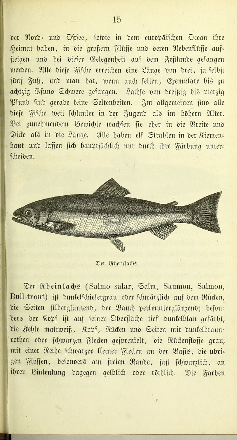 ber 9iorb= unb Dftfee, fotüic in bcm eiirDi3ätfd}en Dcean if)re §eimat l^aben, in bie großem gUiffe unb bereu 9^ebenfiü[fe auf= fteigen unb bei biefer ©elegenbeit auf bem f^cftiaube gefangen werben. Stile biefe f^ifd}e erreichen eine Sänge bon brei, ja fetbft fünf (jufB, unb man bat, wenn auch fetten, ©femptare bi§ ju acbtjig ifjfunb Sd}Were gefangen. Sachfe öon breifdg bi§ bier^ig iPfunb finb gerabe feine ©ettenbeiten. 3’’'^ allgemeinen finb alle biefe ‘5ifd}e Weit fcblanfer in ber 3ugenb at§ im bbbenr Stlter. Sei junebmenbem ©emicbte mad}fen fie eher in bie Sreite unb ®i(fe alg in bie Sänge. Sille b^ben elf ©trabten in ber iliemen: baut unb laffen fich b«bbtfäd)ticb nur burd) ib^e f^drbung untere fcbeiben. ®er 9t^cintact)8. Ser iRbeintacb§ (Salmo salar, ©alm, Saumoii, Salmon, Bull-trout) ift bunfelfd}iefergrau ober fchwärjlid} auf bem Süden, bie ©eiten filberglänäenb, ber Saud} perlmutterglänjenb; befon^ ber§ ber Äo^jf ift auf feiner Oberfläche tief bunfelbtau gefärbt, bie ^ebte mattmeif, Äct^f, Süden unb ©eiten mit bunfelbraun^ rotben ober fchwarjen Rieden gefprenfelt, bie Südenfloffe grau, mit einer Seibe fchwarjer fleiner frieden an ber Safig, bie übri= gen Stoffen, befonberg am freien Sanbe, faft fchmärslid}, an ihrer ßintenfung bagegen gelbli^ ober rotblid}. Sie S^^^ben