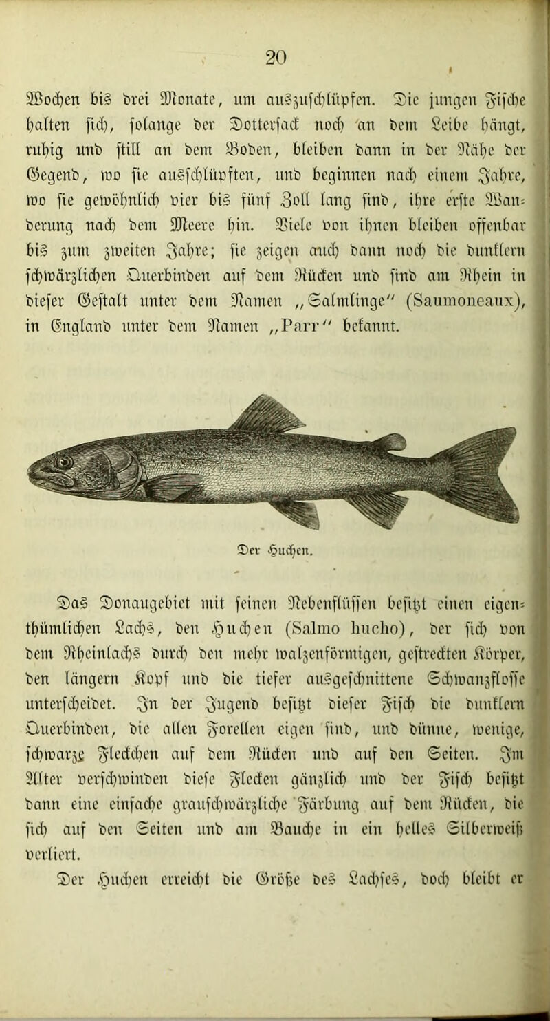 Söodjen bi§ brei SRonate, um axiSjufdilüpfen. 5)ie iungcn gifilK l)aften fid}, folange ber Sottevfad nod} an bem Seite (ningt, ru’£)ig unb ftilt an bem Soben, bleiben bann in ber 9läl}c ber ©egenb, mo fie auSfi^lüpften, unb beginnen nad) einem Sabre, mo fie gembf)nlid) bicr bi§ fünf 3cH fang finb, ifire erfte 21'an: berung nad) bem SWeere bin. Sßieie »on ibnen bleiben offenbar ' bi§ 511m ämeiten S'abre; fie geigen and) bann nod) bie buntlern ,| fd)lt)ärälid)en Dnerbinben auf bem JHüden unb finb am 9il)cin in l' biefer (Seftalt unter bem Stamen „Salmlinge''' (Saumoneaiix), in Gnglanb unter bem fJlamen „Parr befannt. 1 ®ev .§utf)cn. Sa§ Sonaugebiet mit feinen Ütebenflüffen befibt einen eigen; ■ tbümlid)en £ad)l, ben ,§ud)en (Salmo hucho), ber fid) öon 1 bem fRbciTi^'^cb^ burd) ben mehr matjenformigen, geftredten ifbrper, : ben längern Äopf unb bie tiefer au§gefd)nittene Scbmanäfloffe unterfd)cibet. Sn ber Sug^nb befil)t biefer bie bunttera Querbinben, bie allen ^'’'b, unb biinne, menige, fd)marj£ bem fttüden unb auf ben Seiten. Sm j Sllter berfd)minben biefe Sf^^d^n gän5lid) nnb ber Sifd) befi^t ■ bann eine einfad)c graufd)mdräticbe Sdvbung auf bem iKüden, bie fid) auf ben Seiten nnb am 33and)e in ein l)elle§ Silbermeif) oerliert. Ser .'pmben erreiebt bie ©rbfje be§ £ad)fe§, bod) bleibt er