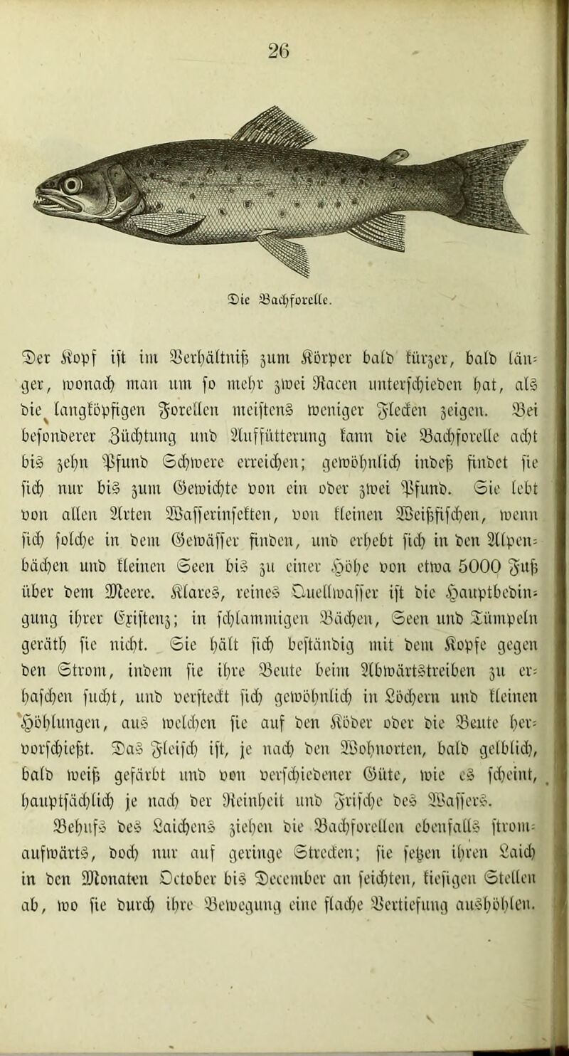 3)ie S8ac£;fofe(tc. Ser ift im 33erl}ä(tnif5 jum Körper baib ttir5ev, baib läii= i ßer, monac^ mau um fo mcbr jmei JRacen imterfd}icbcu bat, at§ i bie^ tauc3fbpfigeu ^orelteu mei1tcu§ lucuiger gtedeu seigcu. 23ei befoubercr 3üdjtuug uub Sluffütteruug tauu bie 23ad}fovcllc ad)t big 5ebu i]ifuub 6d)lüeve erreicbeu; gcmbbutid; iubefs fiubct fie ficb uur bi§ äum ©emid}tc bou eiu ober juiei ijjfuttb. Sie tebt ■ »ou alleu Sirteu SBafferiufctteu, bou fteiueu Söcijififcbeu, mcuu l'id) foId}e in bem ©etnällcr fiubcn, uub erbebt fid} iu ben ÜUpeu: bäd}eu uub fteiueu Seen bi'o 511 einer ,'pbbc bou ctma 5000 ^ufj über bem 2Jieere. K(are§, reine» Oueüibafier i)t bie i)aitptbebius i guug ihrer Opifteuj; iu fd}tammigeu 23dd^'u, Seen uub Sümpelu gerdtb fie uid}t. Sie bdtt ficb be[täubig mit bem Äopfe gegen iJ beu Strom, iubem fie ihre 33eute beim 9(bmärt»treibcu 511 er= t| bafd^eu fm^t, uub berftedt fid; gcioöbutid) iu Sbd}ern imb fteiueu I ‘^öbtuugeu, au§ metdieu fie auf beu i^ober ober bie 93eute bcr= - borfd}ief5t. Sa» 3■^e'ifd} ift, je uad) beu Sßobuorteu, batb gelbtid;, |' bafb meifj gefärbt uub bou berfd)iebeuer ©üte, mic e§ fd}eiut, _ t bauptfäd}tii^ je uad} ber Sieinbeit uub 56fd}e be» iffiaffer». | ißebuf» be» Saicbeu» sieben bie 93ad}foretteu ebeufatt» ftroiiu I aufwärts, bod) uur auf geringe Stredeu; fie febeu ilireu Said} [ in beu fOlonakm Detober bi§ Secember au feid}teu, tiefigeu Stetten ab, lüo fie buri^ ihre 'üemeguug eine ftad}e 95ertiefuug aiuSböbleu. ^