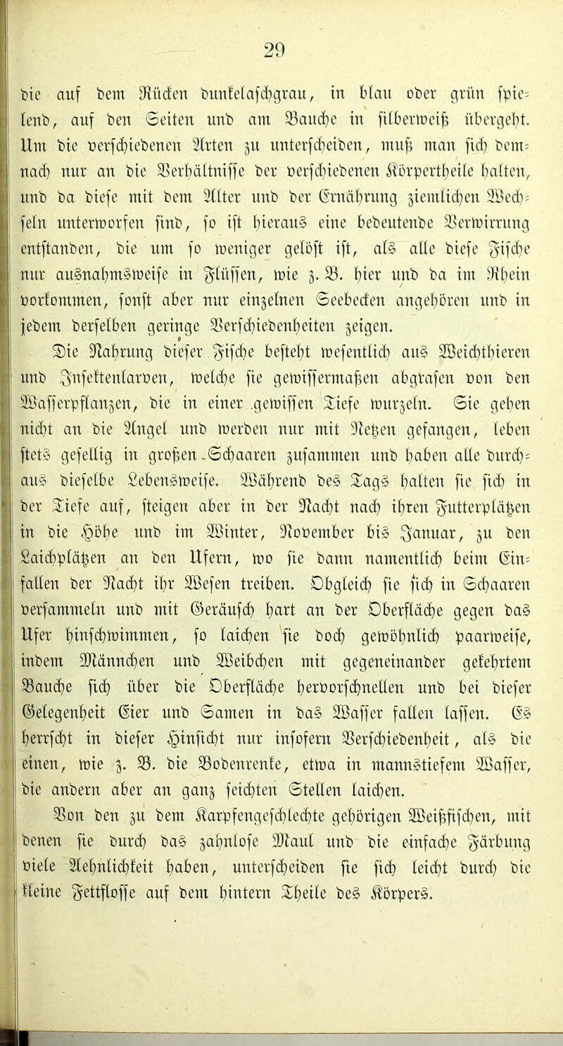 bic auf bem 9füc£cn bunfc(afcfit3rau, in b(au ober ^rün fpie^ lenb, auf ben Seiten uub um 23aud}e in fitberineif, übergebt. Um bie uerfd}iebenen 3(rtcn jn nnterfcf^eiben, inuf? man fid} bem^ nad) nur an bie SSerbältniffe ber nerfd}iebenen ^brpertbeite batten, unb ba biefe mit bem 3(tter nnb ber G’rnäbrnng äiemlid}cn 2ßed)= fein nntermorfen finb, fo ift bieran§ eine bebeutenbe Sßermirrnng cntftanben, bie um fo meniger geloft ift, at§ alle biefe fyifd)^' nur au§nabm§toeife in f^tüffen, mie 3. 33. hier unb ba im SKbein üorfommen, fonft aber nur einjelnen Seebed'en angeboren nnb in jebcm berfelben geringe 33erfd}iebenbeiten geigen. Sie fRabrung bicfer f^-ifd^e beftebt mefentticb an§ 2Beid)tbieren nnb 3’nft’ftentartocn, toeld^e fie gemiffermafH’u abgrafen »on ben SSafferpflanjen, bie in einer .geiniffen Siefe mnrjetn. Sie geben nidit an bie 2(nget nnb merben nur mit Dk'ben gefangen, leben ftet§ gefettig in grof,en-Sd}aaren äufammen unb haben alte bnrd); au§ biefetbe Seben^meife. Sßdbrenb be§ Sag§ batten fie fid) in ber Siefe auf, fteigen aber in ber fjlacbt nad) ihren f^utterptäüen in bie .§obe nnb im Söinter, Dtotoember bi§ ^annar, jn ben Said)ptäben an ben Ufern, mo fie bann namentlich beim ©in; falten ber SfJacht ihr SBefen treiben. Dbgteid) fie fid) in Sebaaren ; ■oerfammeln unb mit ©eränfd) hart an ber Dberftä(he gegen ba§ » Ufer biafthmimmen, fo laid)en fie bo(h gemobnlid) paarmeife, . inbem DJtänncben unb SBeibeben mit gegeneinanber gefebrtem I 33au(he fi<h aber bie Dberftdcbe bee‘borf(hnetlen unb bei biefer i Gelegenheit Gier nnb Samen in ba§ SBaffer falten taffen. G§ berrfebt in biefer .i^infid)! nur infofent Sßerfd)iebenheit, al§ bie ■ einen, wie 3. 35. bie 33obenrente, etma in manngtiefem SBaffer, bie anbern aber an ganj feid)ten Stellen Iaid)en. 33on ben jn bem iiarpfengefd}lccbte gehörigen 2Beif5fifd)en, mit benen fie biirch bag jabntofe 2)Iaut nnb bie einfad)e 'gärbnng I Biete älebnticbfeit haben, unterfebeiben fie fich Ieid)t burd) bie fteine gettftoffe auf bem biatern Sbeite beg iförperg. Ir