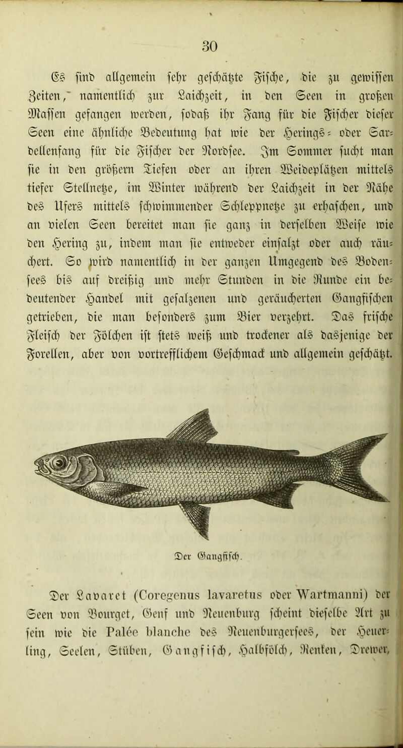 finb allgemein fel}v gefd)nl}te ^ifc^c, tie 511 gemiffen feiten,' namentlid) sur Saic^jeit, in ben Seen in großen 93lafl'en gefangen merben, fobnf5 ilir f^-ang für bie ^ifd}er biefer Seen eine äl)nlid}e 93ebeutnng Imt mie ber §eving§= ober Sar^ bellenfang für bie S’ifdjer ber Dtorbfee. Qm ©Dimmer fud}t man fie in ben grbf3ern ^liefen ober an iliren 3öeibeüläf5en mittel? tiefer Stellnel^e, im Sßinter mdbrenb ber Said)5eit in ber 9fälic , be§ Ufer? mittel? fd}lüimmenber Sdjleüünelje 511 erbafdjen, nnb ' an bielen Seen bereitet man fie ganj in berfclben SScife mic ben gering 511, inbem man fie entmeber einfaljt ober and} rdn^ d)ert. So ^nirb namentlich in ber ganjen Umgegenb be§ 93oben= fee? bi? auf breifdg unb mebr Stunben in bie IKunbe ein be: beutenber Raubet mit gefaljenen unb gerdin^erten @angfifd)en getrieben, bie man befonber? jum 93ier üerjebrt. 5)a? frifebe Qlcif(b ber Qbld}en ift ftet? meif5 unb trodener al? ba?jenige ber Qorellen, aber üon »ortrefflid^em ©cfdjmad unb allgemein gefebäbt. ®cr ©aiii-jfxfrf)- S’er Saüaret (Covegomis lavaretus ober Wartmanni) ber > Seen bon iPourget, ©enf unb 9lcuenburg fdieint biefelbc 5lrt 511 i fein mie bie Palüo blanche be? 9Jeuenburgerfee?, ber ,Steuer: | ling, Seelen, Stüben, ©angfifd), .fjalbföldi, iKenfen, ©reloer,