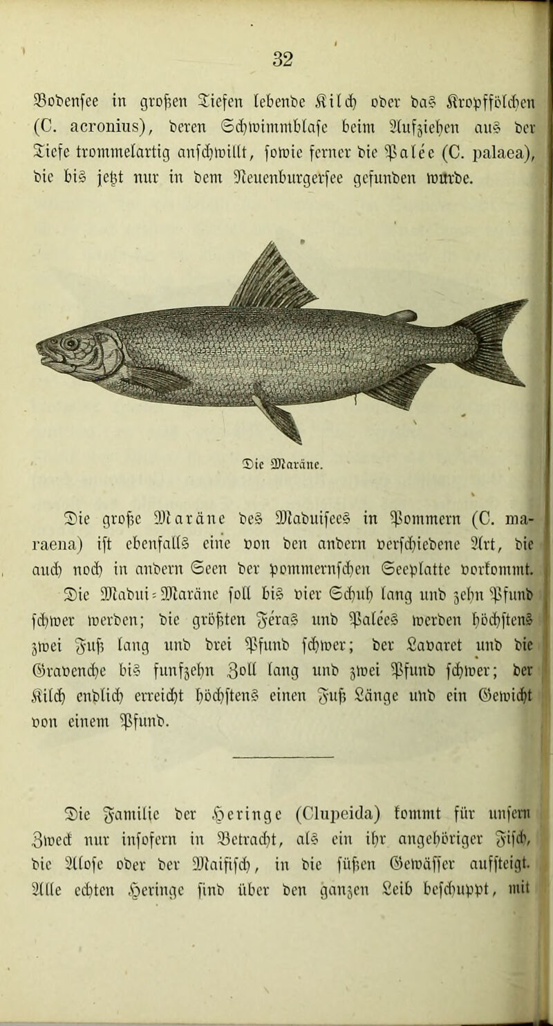 ®ot>enfee in grofien Siefen lebenbe ober ba§ tobffbtcben (C. acronius), beren Sd}ir)imniblafe beim Sinfgiefien an§ bev Siefe trommelartig anfd)millt, fomie ferner bie $alee (C. palaea), bie bi§ je^t mir in bem Jteiienburgerfee gefunben mürbe. Sie SBtoröne. Sie gro^e 9Jtaräne be§ 3)tabuifee§ in 5f$ommern (C. ma- 1 raena) ift ebenfattä eine bon ben anbern berfd}iebene 3frt, bie ' and) nod) in anbern Seen ber pommernfdjen Seeplatte »orfommt. Sie 2)iabni: SfRardne foll bi§ bier Sdint) tang nnb jelin ^^flmb fdimer merben; bie größten $atee§ merben pd}ften§ jmei w'ib brei S'fimb fcfimer; ber Sabaret unb bie ®rabend}e bi§ funfje^n 3^1^ unb jmei ipfunb fdimer; ber M(ct) enblid] enric^t bbd)ften§ einen S'ufi Sänge iinb ein ©emidjt bon einem ^funb. Sie g-amilie ber .fr er in ge (Clupeida) fommt für unfern 3med nur infofern in 53etrad;t, a(§ ein if)r angelibriger bie Sttofe ober ber DJiaififd}, in bie füfum ©emäffer auffteigt. Sttle ed)ten .geringe finb über ben ganjen Seib befduippt, mit