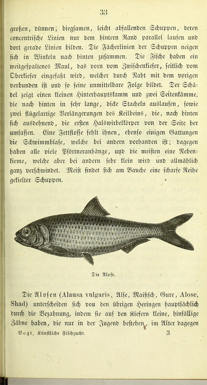 großen, bimnen, biegfamen, (eid}t abfallenben Sc^up:pen, beren CDncentrif(^e Sinien mtr bem 9J<^nb paraUet laufen :inb bort gembe Sinien hüben. Sie gäi^erünien ber ©(puppen neigen ficb in SBinfeln nad) hinten jufanmien. Sie f^-ifcbe ein weitgefpattene§ 2Raul, ba§ »orn bom ^tbifcbentiefer, feitlid) bom Dberfiefer eingefaßt föirb, lbetd)er bnrdb ftlabt mit bem borigen berbunben ift unb fo feine unmittelbare bitbet. Ser Scbä= bei geigt einen fteinen .^interbauptStamm unb gmei ©eitenfämme, bie nach hinten in fehr lange, bicfe Stacheln au§laufen, fomie gmei flügelartige 35erlängerungen be§ ^eilbeinS, bie, nach hüüen fich au§behnenb, bie erften ^atSmirbelförper bon ber ©eite her umfaffen. ©ine 'gettflcffe fehlt ihnen, ebenfo einigen (Gattungen bie ©chtbimmblafe, melche bei anbern borhanben ift; bagegen haben alle biele ipförtneranbänge, upb bie meiften eine fjfeben- Heme, toelche aber bei anbem fehr Hein mirb unb allnmhtiih gang berfchtoinbet. -Dfeift finbet fich am ®anche eine fcharfe fHeihe getiefter Schuppen. ®te 'tltcfc. Sie 211 Ofen (Alausa vulgaris, 2ltfe, fUlaififch, ®ure, Alose, Shad) unterfcheiben fich bon bcn übrigen geringen hauptfächlich burd) bie Segahnung, inbem fie auf ben iSiefem Heine, hibfällige 3ähne haben, bie nur in ber ^ug^bb beftehen^, im 2tlter bagegen ttünjllic(;e gifct)juct)t. 3