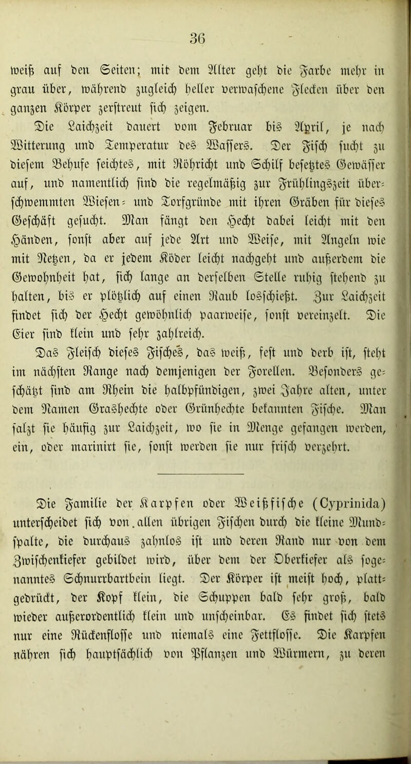 wei^ auf ben Seiten; mit bem 2(tter gcl}t bie garbc me!;v in grau über, mätjrenb 5ugteid^ beller nerimfc^ene §(ecten über ben ganjen Äörber jerftreut fi(^ seigen. S)ie Saicbäeit bauert üom f^e'^i'uar bi§ Slgril, je nach Söitterung imb Semberatur be§ 2Baffer§. Ser gifd) fuc^t 311 biefem 23et)ufe feicf)te§, mit 9>iöf)rici)t unb Sdfitf befe^te§ ©emäffer auf, uub uamenttic^ fiub bie regelmäßig 3ur f5i^üf)ling§3cit über: fi^memrnten SBiefeu: unb Sorfgrüube mit ißren ©räben für biefe§ ©efcßäft gefudbt. 2)lan fängt ben ^edßt babei leiißt mit ben §änben, fonft aber auf febe 2lrt unb Söeife, mit Singeln mie mit Dießen, ba er jebem Äober lei(ßt nadßgeßt unb außerbem bie ©emoßnßeit bat, fi(b lange an berfelben Stelle rubig ftebenb 311 halten, bi§ er plbßlicb auf einen Dlaub loSfcbießt. Said)3eit ßnbet fi(b ber §e(ßt gemöbnlicb baarineife, fonft öercin3elt. Sic gier finb Hein unb febr sablreid}. Sa§ ‘5leif(^ biefe§ S’iffbel, ba§ meiß, feft unb berb ift, fteßt im näcbften Dlange nai^ bemjenigen ber gorellen. 93efonber§ gc= f(bäßt finb am Dlbeiu bie balbbfünbigen, 3Wei Saßrc alten, unter bcm Diamen ©ra§bed)tc ober ©rünbecbte befannten Sifd}e. IDian fal3t fie bäußg 3ur £aid)3eit, mo fie in 2)lenge gefangen merben, ein, ober marinirt fie, fonft merben fie nur frifd) ncr3cbrt. Sie fyamilie ber ilarßfen ober Sßeißfifebe (Cyprinida) unterf(beibet ficb bon. allen übrigen burd} bie Heine 2)iunb= fpaltc, bie burcßaul 3al}nlo§ ift unb bereit Dlanb nur »on bcm 3mif(benliefer gebilbet mirb, über bcm ber DberHcfer al§ fogc= nanntet Sebnurrbartbein liegt. Ser Körper ift meift bo(b/ platt: gebrüdt, ber fiopf Hein, bie Sdpippcn halb feßr groß, halb mieber außcrorbentli(b Hein unb unfd}einbar. ©» ßnbet fid) ftet§ nur eine Dlüdenfloffe unb niemals eine g-ettftoffe. Sic Karpfen näbren ficb bciuptfäcblicb bon ipflan3en unb 3.Bürmcrn, 311 bereu