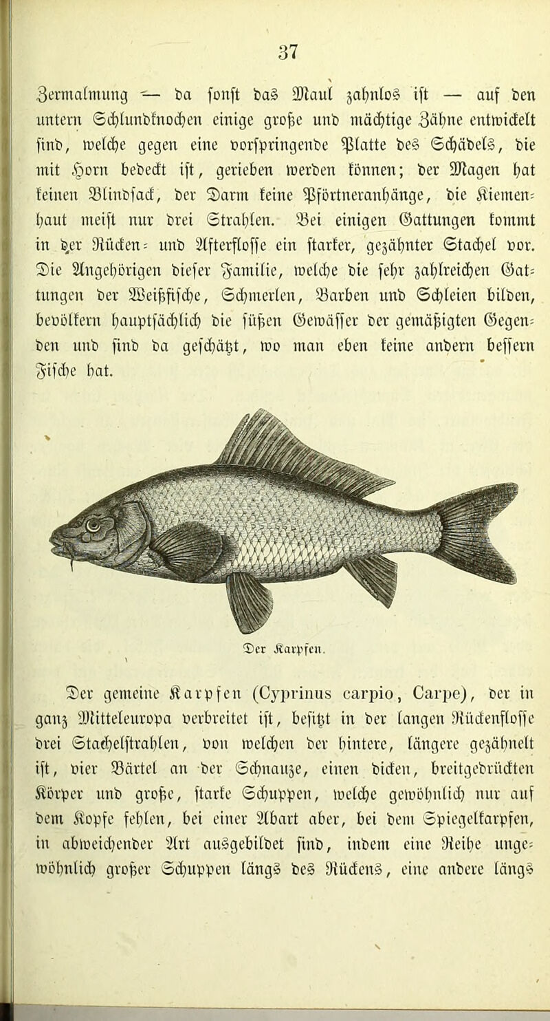 3erma[mung — ta fonft ba§ 2Rau( saf)iUD§ ift — auf ben untern S(i)[unbfnod)en einige gro^e unb mä(^tige 3äl;ne entmictelt finb, melc^e gegen eine borfpringenbe ^iatte be§ 6^äbel§, bie mit |)orn bebedt ift, gerieben merben f'bnnen; ber SD^agen bat feinen 33finbfacf, ber S)arm feine ^förtneranbänge, bie Äiemen; baut meift nur brei Strabfen. 33ei einigen ®attungen fommt in b/r 9fücfen= unb älfterffoffe ein ftarfer, gejäbnter ©tacbef nor. Sie Slngebörigen biefer fyamitie, metcbe bie febr jabfreicben ©at= tungcn ber 2Beibfif(be, ©d)inerlen, 33arben unb ©cbfeien bifben, bebbffern bauptfäcbfid} bie )üf3en ©emdffer ber gemäßigten ©egen; ben unb finb ba gefdtäßt, mo man eben feine anbern beffern (jifd)e bat. 'Der Jrai'rfen. Ser gemeine Äarpfen (Cyi)riims carino, Carpe), ber in ganj ÜJUttefeuroba nerbrcitet ift, befißt in ber fangen Müdenffoffe brei ©tad)efffrabten, bon metcben ber tnbtere, fängere gejabnelt iff, hier Särtet an ber ©(bnauje, einen biden, breitgebriidten Körper unb große, ftarte ©cbuppen, mefcbe gemobnfid) nur auf bem Kopfe feßfen, bei einer äfbart aber, bei bem Spiegeffarpfen, in ablücid)enber 2frt auägebifbet finb, inbern eine fKeiße unge^ mbbnticb großer Sd}Uppen tängS be§ 9{üden§, eine anbere fäng§