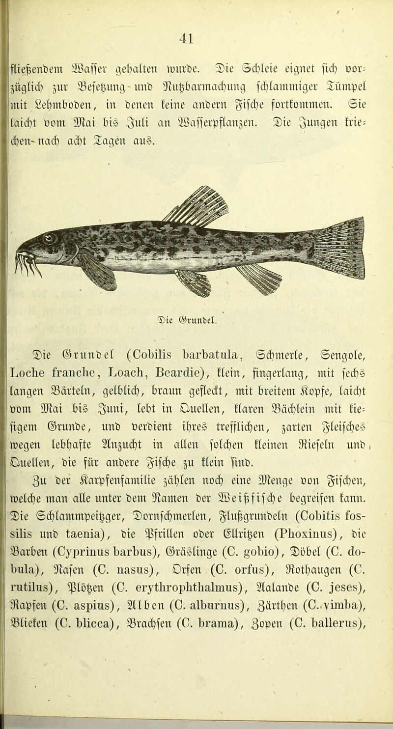 füe^enbein Sßafiev gehalten tmirbe. Sie od)teie eignet fid) nüi'= jüglid) 51U* 33efel3ung ■ und 3tni3barmad)nng fdjtamnügei' Süinhel mit Sehmboben, in denen feine andern ^ifd}e fortfommen. Sie laicht dem 9Jlai bi§ ^nfi an iitaflerpTfflnjen. Sie jungen trie: d)en' nach ad)t Sagen au§. ®ic ©runbet. Sie ©rundel (Cobilis barbatnla, Sd}merte, Sengefe, Loche franclio, Loach, Beardie), ffein, fingerfang, mit fed)§ fangen 93ärtefn, gefbfidj, braun geffedt, mit breitem Äopfe, faid)t dem fOlai bi§ 3iUdi, febt in Sueffen, ffaren 93äd)fein mit fie^ figem ©runde, und derdient ihres trefffichen, jarten gfeifcheS megen febhafte Slnjucht in affen fofehen ffeinen fffiefefn und, Sueften, die für andere ju ffein find. 3u der ^arpfenfamifie jdhfen nod) eine DJfenge don f^ifd)en, mefche man affe unter dem fhamen der JÖeifjfifche begreifen tann. Sie Schfammpeihger, Sornfehmerfen, ^fuhgrundefn (Cobitis fos- silis und taenia), die iflfriUen oder (Sffrihen (Phoxiiius), die Farben (Cypriiius barbus), ©rdSfinge (C. gobio), Sbbef (C. do- bula), 91afen (C. iiasus), Drfen (C. orfus), Dlothangen (C. rutilus), ipfb^en (C. erythrophtlialmus), Sfafande (C. jeses), fftapfen (C. aspius), 2lfben (C. alburnus), 3di'thcn (C..vimba), 23fiefen (C. blicca), Srachfen (C. l)rama), 3eben (C. ballerus).