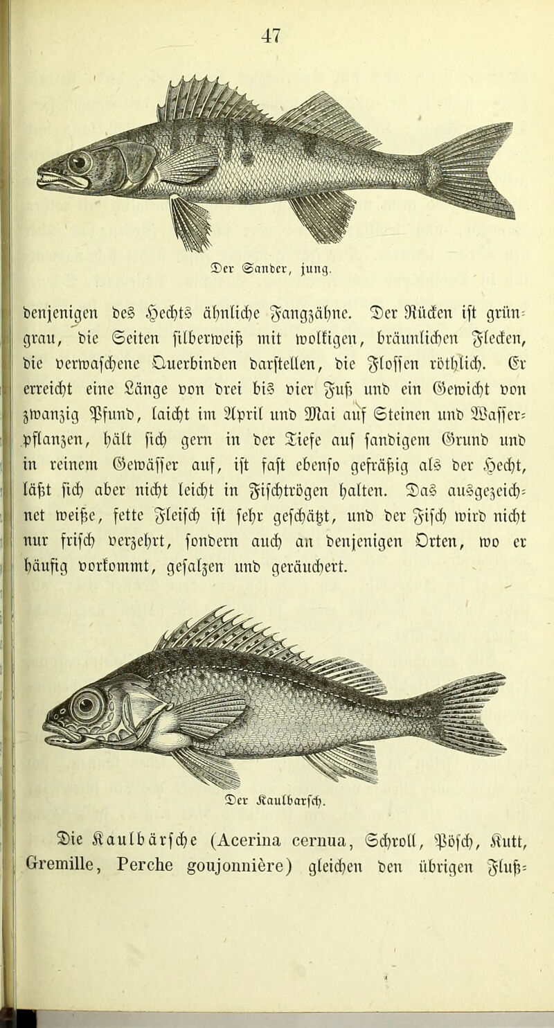 ®er Jlautborfc^. Sie Äaulbärfc^e (Aceriiia cernua, Sd)rDlt, iPofd), ilutt, Gremille, Perche goujonniere) gieidjen ben übrigen 5(11)3: $er ©aiibcr, jung. benjenigen be§ §edit§ äbnlid^e Siüden ift grün: I grau, bie Seiten fUbertoei^ mit molfigen, brännlid}cn ! bie üermafd)ene Querbinben barftellen, bie rotljlid). Gr erreidjt eine Sänge bon brei bi§ toier 5^)5 unb ein ©emid)t öon jmanjig ißfunb, (aidit im Stprit nnb DJiai aiif Steinen nnb Söaffer: bfiabjen, l}ält fid? gern in ber Siefe au) fanbigem ®rnnb nnb in reinem ©emäffer au), i)t )a)t eben)o ge)räf,ig a(ä ber §edt, : (ä)5t )id aber nidt (eidt in 5i)dtvbgcn ()a(ten. Sa§ anSgejeid^ net mede, )ette 5t^i)d i)t )el^r ge)dä^t, unb ber 5i)d ünrb nid)t nur )ri)d berjel^rt, )onbem and a« benjenigen Orten, wo er bäu)ig bortommt, ge)a(jen unb gerändert.