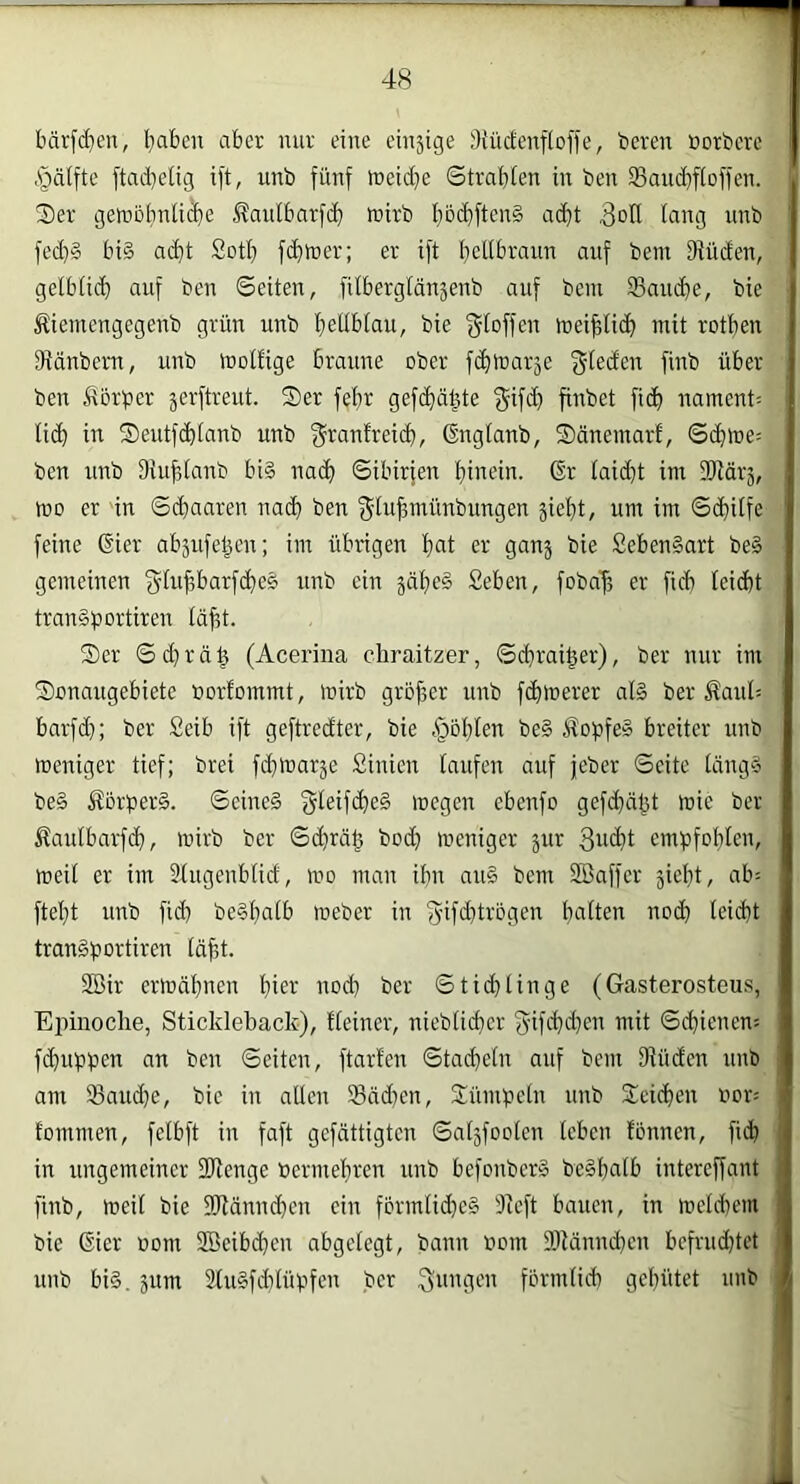 bärfd^en, l^aben aber nur eine cinjige ;)iüdenflof)e, bereu öorberc §ä(fte [tad}elig ift, unb fünf toeid^e Strabfen in ben 35aud}floffen. S)er getnDl}nli(be i?anlbarf(b mirb bb(bften§ acht 3otl lang nnb fed)§ bi§ acht Sotl} fcbiner; er ift bcdbraun auf bem Diüden, gelblich auf ben Seiten, fitbergldnäenb auf bem Saucbe, bie Äiemengegenb grün unb bedhlau, bie meihlicb mit rotben fRänbcrn, unb mollige braune ober fchmarje f4ib über ben 5tbrber jerftreut. 2)er febr gef(bä|te f^ifd) finbet ficb nament; lieb 4r S)eutfd)lanb unb ^rantreicb, ßnglanb, Sänemart, 0(hme= ben unb Diublanb bi§ nach Sibirfen binein. @r laid}t im 3)lärä, mo er in Sd}aaren naih ben f^^ubmünbungen jiebt, um im Schilfe feine 6ier abäufehen; im übrigen b^t ei-‘ ganj bie £eben§art be§ gemeinen fyluhbarfche^ unb ein jäbeä £eben, foba'h er fich leicht tranSportiren läht. Ser Sd)rüh (Acerina cliraitzer, Sebraiher), ber nur im Sonaugebiete »orfommt, mirb groffer unb fchmerer al§ ber Äaul; barfd); ber £eib ift geftredter, bie fohlen be§ ^opfe» breiter nnb meniger tief; brei fdjmarje Sinien taufen auf jeber Seite läng§ be§ 5forber§. Seine§ gteifche§ mögen ebenfo gefd)äf3t mie ber ßaulbarfch, mirb ber Sd)räf5 bodt meniger jur Sucht emtjfoblen, meil er im Slugenblid, mo man ibn an§ bem Söaffer siebt, ab= ftebt unb fich be§bcdh meber in S'tfchtrögcn Inilten noch leicht tran§bc5ttiren tdf,t. SBir ermäbnen bim^ uoch ber Stichlinge (Gasterosteus, Epinoclie, Stickleback), Heiner, niebticher g-ifchd}en mit Schienen: fdmpben an ben Seiten, ftarlen Stacheln auf bem Dlüden unb am 23aud)e, bie in allen Sädmn, Sümpetn unb Seichen bor-' lommen, felbft in faft gefdttigten Satsfooten leben fbnnen, fiih in ungemeiner SJlenge bermehren unb befonberS be§bc^th intereffant finb, meil bie 9Rännd}en ein fbrmtid)c§ Dicft bauen, in melchem bie Gier bom SBeibchen abgelegt, bann bom 9)lännd}en befrudttet unb bi§. 5um 2lu§fd)lüpfen ber Suugen förmlich gehütet nnb