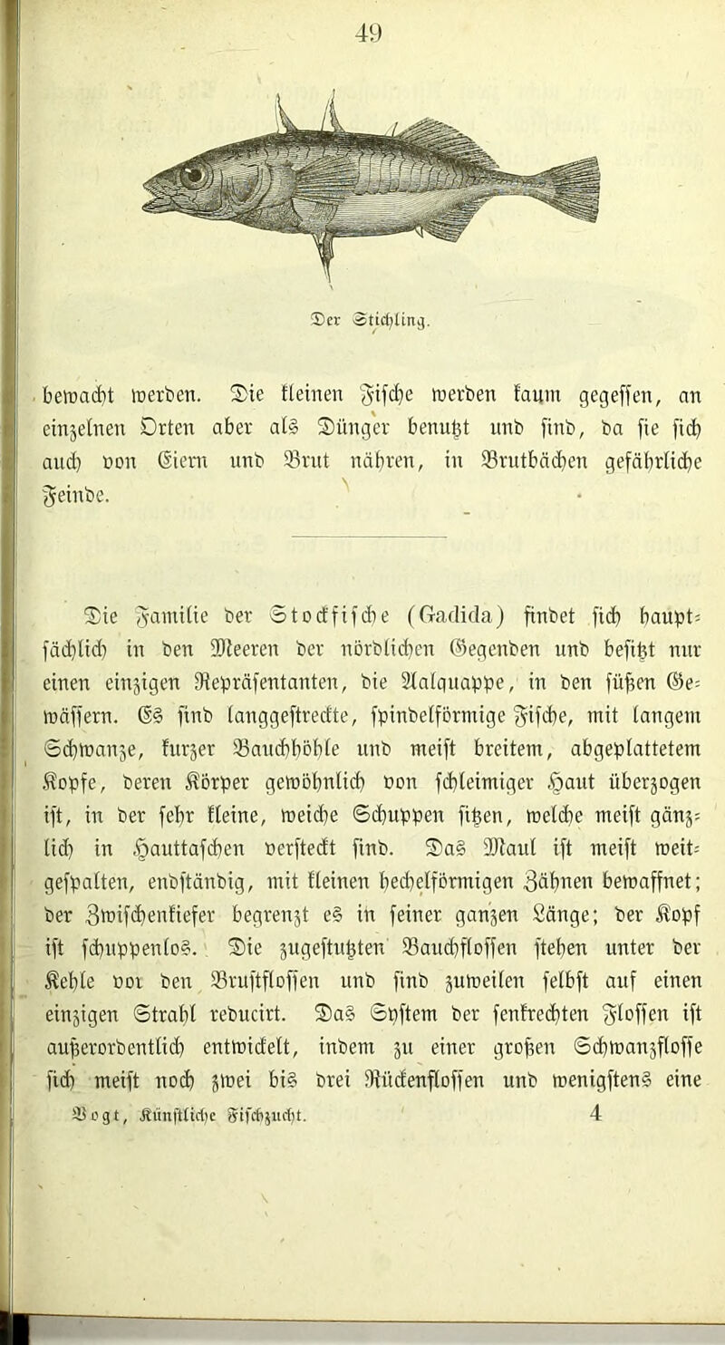 ®er Stic^Unij. bemai^t föerben. S)ie tteinen werben faum gegeffen, an einjetnen Drten aber at§ Sünger benu^t unb finb, ba fie ficb and) »DU 6ienx unb 93rnt näbren, in Srutbädben gefäf)riicbe geinbe. Sie ^aniiiie ber Stoctfifcbe (Gadida) finbet fidb baupt; fädilid) in ben Slieeren ber nörblid}en ©egenben unb befifet nur einen einjigen 9iebrdfentanten, bie lalguapbe, in ben füfeen ®e= mäffern. finb ianggeftredte, fbinbelformige ^ifdje, mit tangem Sdjtuanje, furjer Sancbböbie unb meift breitem, abgebiattetem ÄDpfe, bereu Körper getoöbnlicb öon fd}Ieimiger §aut überjogen ift, in ber febr fleine, meicbe Sdiuppen [i^en, meicbe meift gän5= ^ tid) in §auttafd)en »erftedt finb. Sa§ fUlaut ift meift meit; gefpatten, enbftänbig, mit tteinen bedjelfbrmigen 3äbnen bewaffnet; i; ber B'fifcbenfiefer begrenst e§ in feiner ganzen Sänge; ber Äopf ': ift fd)uppento§.. Sie ^ugeftugten Saucbftoffen ftepen unter ber I Äeble »Dl ben SSruftftoffen unb finb juweiten fetbft auf einen j einzigen ©trat)! rebucirt. Sa§ ©pftem ber fenfrec^ten f^^offen ift auperorbenttid} entmidelt, inbem siTier gropen ©cbmanäfloffe j fid) meift nodi jmei bi§ brei SHiidenfloffen unb menigften§ eine ' i ätogt, fiünfttid)c 4 li