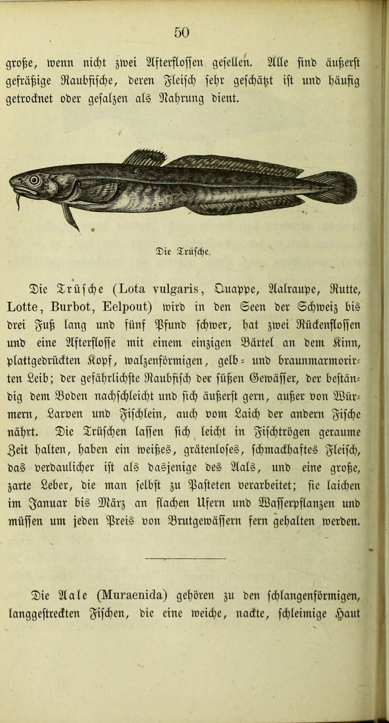 gro^e, inenn nid)t ätrei SCfterfloffen gefetlen. Stile finb äu^erft gefräßige Dtaubfifc^e, beren gleifd) fetir gefc&ä^t ift unb tiäufig getrodnet ober gefaläen al§ 3tal)rung bient. ®ie Slrüfc^e. S)ie Slrüfc^e (Lota vulgaris, Ouabbe/ Slalraupe, iHutte, Lotte, Burbot, Eelpout) toirb in ben ©een ber ©c^toeij bi§ brei lang unb fünf Sßfunb fd^toer, bat gtoei dtüdenfloffen unb eine Stfterfloffe mit einem einzigen SSärtel an bem Sinn, blattgebrüdten Äopf, maljenförrnigen, gelb= unb braunmarmorir-' ten £eib; ber gefäbrli(bfte Dlaubfifd) ber fü^en ©emdffer, ber beftän= big bem 93oben nacbfcbleid}t unb ficb äu^erft gern, au^er bon 2Bür= mem, Sarnen unb }5ifd)^6in, aud} »om Saicb ber anbem §if(be näbrt. Sie Srüfdben laffen ficb leid}t in f^ifcbtrögen geraume 3eit halten, haben ein meines, grdtenlofe§, fchmadhafte§ ^t^ifch, ba§ »erbaulid)er ift al§ baSjenige be§ Staig, unb eine gro^e, jarte Seber, bie man fetbft äu ißafteten nerarbeitet; fie laichen im Januar big SRärj an flachen Ufern unb SBafferpftanjen unb muffen um jebeu ißreiS »on SBrutgemäffern fern gehalten toerben. Sie Stale (Muraenida) gehören äu ben fihlangenförmigen, tanggeftredten bie eine ireidje, nadte, f(hleimige §aut