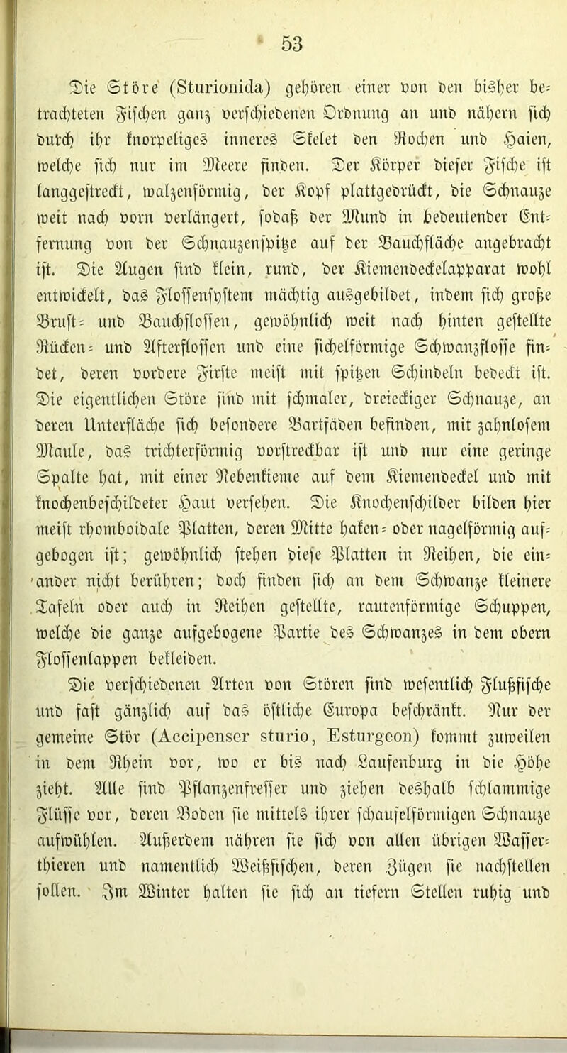 2)ie ©tbre (Sturionida) cjel^ören einer ßüii ben bi§f)er be= trad^teten ‘5ifd}en ganj »er[d}iebenen Drbmmg an unb näljern fid? butd^ ii)r inorpe(ige§ innere^ 0{elet ben iRod^en unb §aien, hjeldje fid) nur im 9Reere finbeu. Ser Körper biefer ^if(^e ift (anggeftred't, matjenfbrrnig, ber Äopf ptattgebrüd't, bie Sd}nau5e meit nad) noru öerlängert, foba^ ber üRunb in bebeutenber 6nt= fernung bon bet ©dptaujenfpiPe auf ber Sauc^fiädie angebrad^t ift. Sie Sfugen finb dein, runb, ber üiemenbedekpparat mobl entmidelt, ba§ fyioffenfpftem mädbtig auSgebitbet, inbem ficb gro^e 33ruft= unb ®aucbfloffen, gemb^nUc^ meit nad^ Rinten geftelite 9iüden= unb Sifterfioffen unb eine ficbelfbrmige Sd^manjfloffe fin= bet, bereu borbere g-irfte meift mit fpi^en ©d}inbeln bebedt ift. Sie eigenttid^en ©tbre finb mit fcbmater, breiediger ©cbnauje, an beren UnterftdcRe fid) befonbere Sartfdben befinben, mit jafintofem SRaute, ba§ tric^terfbrmig borftredbar ift unb nur eine geringe ©platte t)at, mit einer 3iebenfieme auf bem Jliemenbedel unb mit tnocf)enbef(^itbeter .^aut berfet)eu. Sie Änodfjenfc^itber bitben Rier meift rRomboibate glatten, beren SRitte Raten = ober uagelfbrmig auf; gebogen ift; gembRnüd) fteRen biefe iplatten in fReiRen, bie ein= anber nid}t bcrüRren; bod) finben ficR an bem ©(Rmanje tteinere Safetn ober aud} in fReiRen gefteltte, rautenfbrmige ©dRuppen, weld)e bie ganje nufgebogene ipartie be§ ©cRtuanseS in bem obern §(offentappen befteiben. Sie berfcRiebenen Sitten bon ©toren finb toefentlid) gluRfifcRe unb faft gänätid) auf ba§ öftlicRe Europa befd}räntt. 3iur ber gemeine ©tbr (Accipenser sturio, Estiirgeoii) tommt äumeiten in bem SiRein bor, mo er bk nad^ Sanfenburg in bie §öRe jieRt. Stile finb '^ftauäenfreffer unb jieRen beSRalb fdRiammige ■gtüffe bor, beren 33oben fie mittek iRrer fd)aufe[formigen ©d}nauäe auftbtlRlen. SluRerbem nüRren fie ficR bon allen übrigen Söaffer; tRieren unb namentlid) SBeiRfifcRen, beren 3dgeb fie nad)ftellen follen. SBinter Raiten fie fid] an tiefem ©teilen ruRig unb