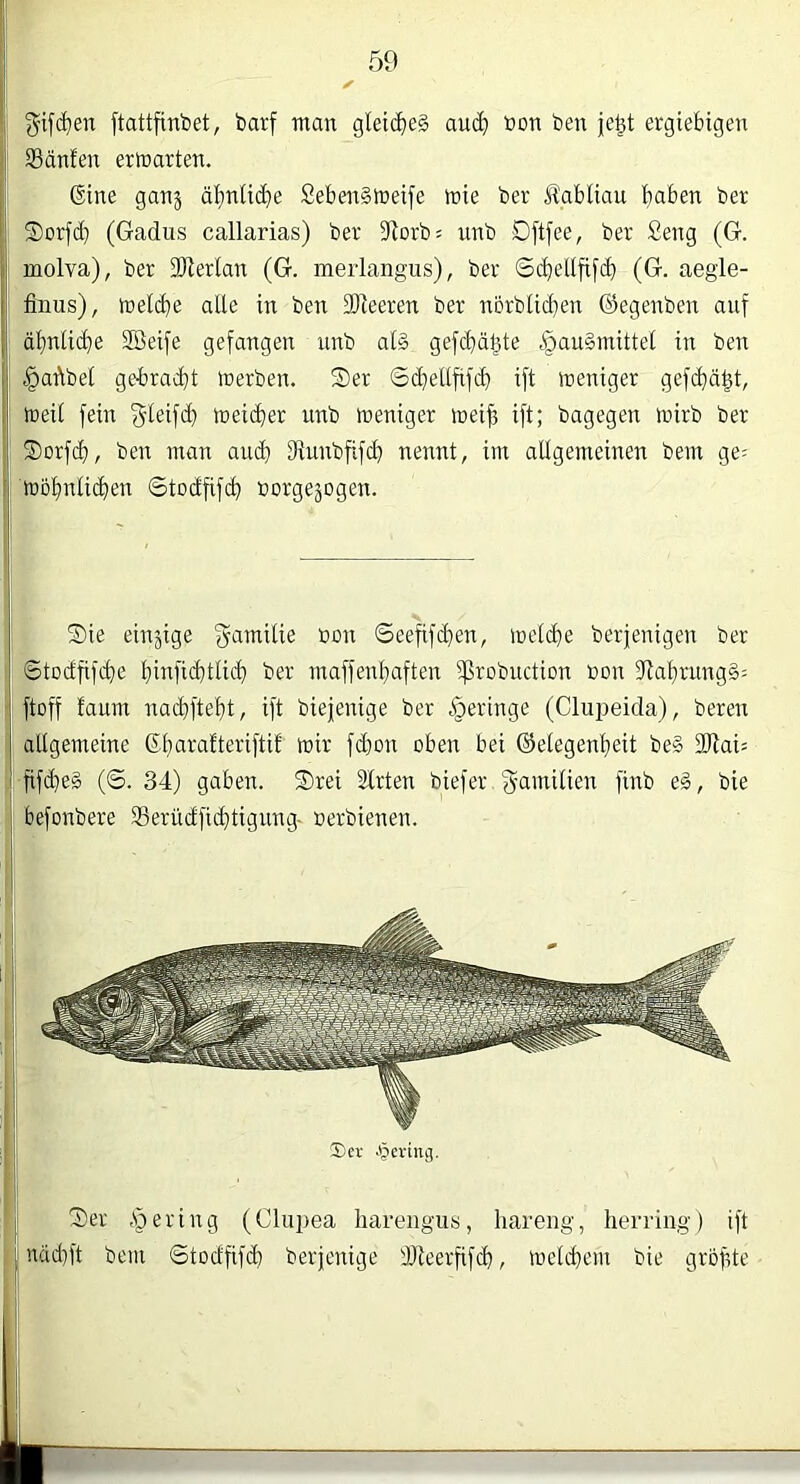 gif(^en ftattfinbet, barf man glei(^)e§ aui^i Bon ben je^t ergiebigen Sänfen erlnarten. ©ne ganj ä!^nUd}e SebenSineife inie ber Äabliau ^>aben ber S)orfd) (Gadus callarias) ber 5Rorb= nnb Dftfee, ber Seng (G. molva), ber DJlerlan (G. merlangus), ber @(^ellfifd) (G. aegle- finus), inelc^e alle in ben Sl^eeren ber nbrbUcben ©egenben auf äi)nlid}e SBeife gefangen unb a(§ gefc^dl^te §au§mittei in ben §aftbei gebradjt merben. Ser ©d>ellfifcb ift weniger gefi^d^t, weil fein f^-Ieifd} weicher unb weniger wei^ ift; bagegen wirb ber Sorfd), ben man and) fRnnbfifcb nennt, im allgemeinen bem ge= wb^nlid)en ©todfifd Borgejogen. Sie einzige f^amilie Bon @eefifd)en, welche berjenigen ber ©tDdfif(de t)infid)ttid} ber maffenijaften Sßrobnction Bon fRaf)ritng§= ftoff faum nad)ftef)t, ift biejenige ber geringe (Clupeida), bereu altgemeine ßtiarafteriftif wir fd}on oben bei ©etegenljeit be§ 2Rai= fifde§ (©. 34) gaben. Srei Slrten biefer. g-amitien finb e§, bie befonbere 33erüdfid)tignng- Berbienen. ®ci' .§ertng. Ser .gering (Cliipea hareiigiis, har eng, herring) ift näd)ft bem ©todfifd) berjenige dJleerfifcb, wetd)em bie gröfde