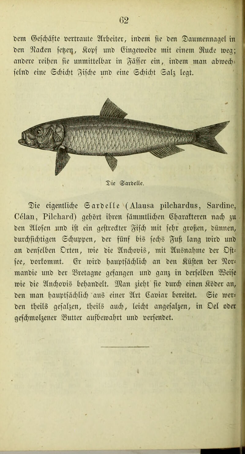 bem ©efc^äfte vertraute Slrbeiter, inbem [te ben 2)auinennage( in ben 9Zaden fe^etj, unb ßingeineibe mit einem 9iu(fe meg; anbere reiften fie unmittelbar in Raffer ein, inbem man abmed): felnb eine Scbidit ^-ifd)e unb eine ©d)id}t Salj legt. Die ©arbeite. Sie eigentliche ©arbeite (Alausa lulchardus, Sardine, C41an, Pilchard) gehört ihren fdmmtlichen Sharatteren nadh ju ben 2Ilofen unb ift ein geftredter gifdh mit fehr großen, bünnen, burchfid}tigen ©d}upi3en, ber fünf bi§ fed}§ unb an benfelben Orten, mie bie 2Ind}Dbi§, mit 2Iulnahme ber Dft= fee, borfommt. ßr mirb h<-iubtfä($tid;) an ben lüften ber ülor: manbie unb ber Bretagne gefangen unb ganj in berfetben Söeife mie bie 2Inchoüi§ behanbelt. 3Jlan jieht fie burdh einen Äbber an, ben man hf>uptfdch6(^ aul einer 2Irt ßaöiar bereitet, ©ic mer= ben theil§ gefallen, theil§ audh, leicht angefaljen, in Del ober gefchmoljener 93utter aufbcmahrt unb »erfenbet.