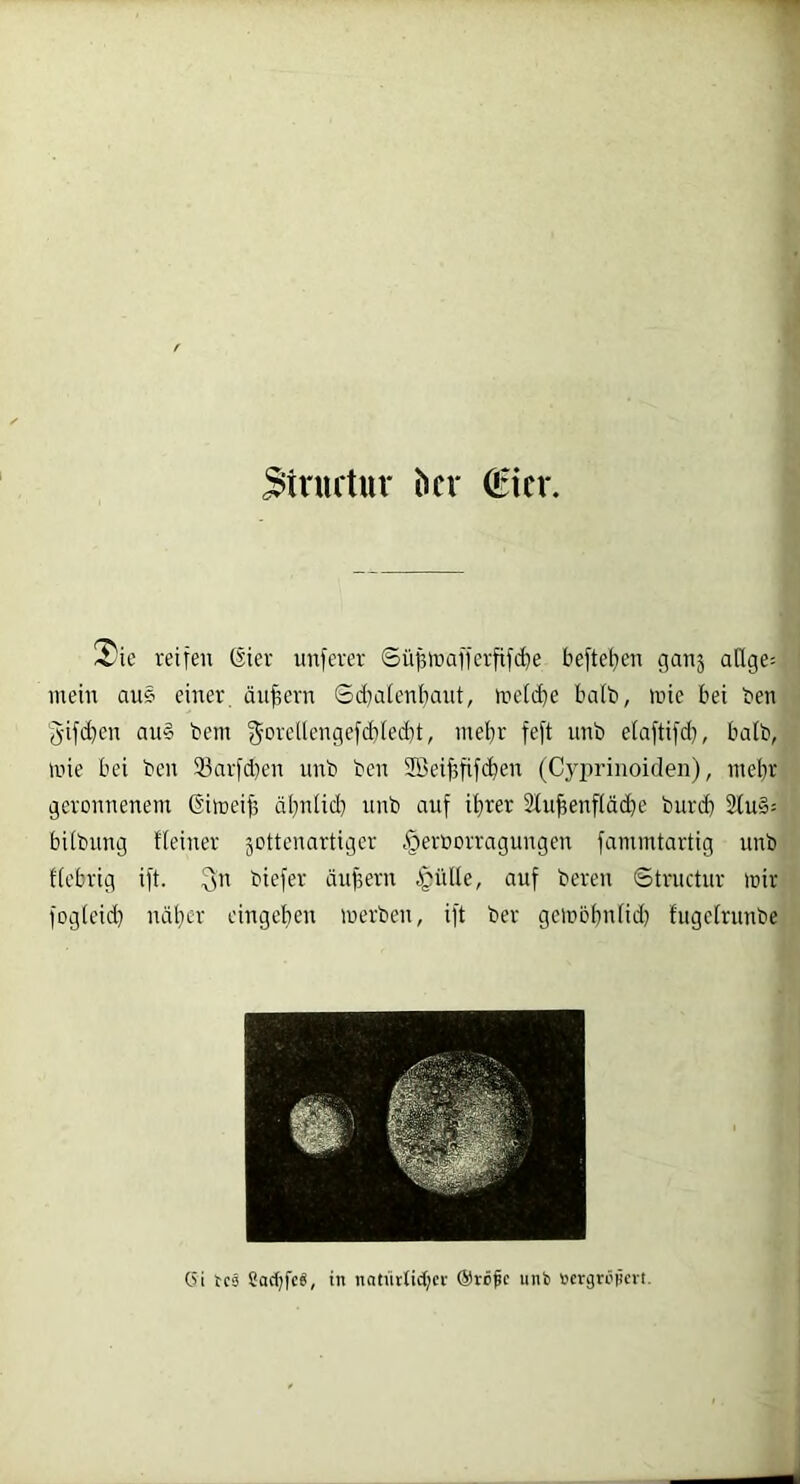 3inu1ur ^n' €icr. !^ic reifen (Siev nuferer Sü^ir>afferftfd)e befleißen ganj a(lge= mein au§ einer äußern Sdjaienijaut, mefdje halb, mie bei ben gifd^en an§ bem '^oreüengefcbied)!, mel}r feft nnb efaftifd), halb, mie bei bcn 33arfd)en nnb ben SBei^fifc^en (Cyiirinoiden), ntebr geronnenem dimeif; äljnUd) nnb auf it)rer 2lu^enflä(^e burd) bUbnng Heiner jottenartiger §erborragungen fammtartig nnb fiebrig ift. ^n biefer än)3ern |;ülle, auf bereu Structnr mir fogfcid) ndl}cr eingeben merben, ift ber gemöbnfid) fugefrunbe C?i tc3 Cac()fc§, in natürtid;cv @rö^c unb »ergröftcri.