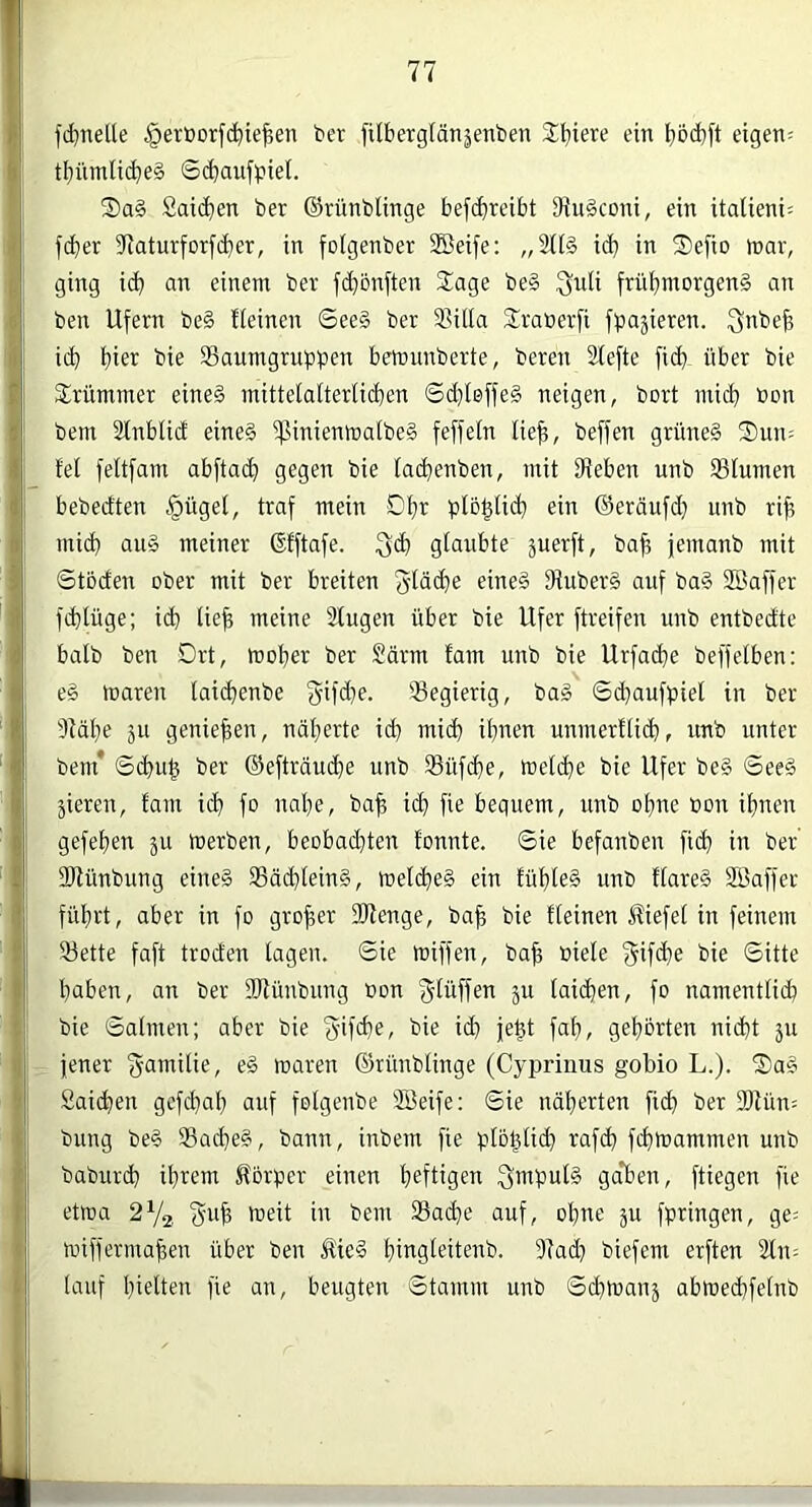 [■ fi^nelle §er»orf(^ie^en ber filbergfänäenben Sbiere ein eigene tt)ümU(^)e§ Scfjaufpiel. S)a§ Saic^en ber ©rünblinge befi^teibt Siuäconi, ein italieni: fiber 37aturforfd)er, in folgenber S$eife; „2H§ id} in Sefio n>ar, ging ic^ an einem bev fcbönften S^age be§ früi}morgen§ an ben Ufern be§ fleinen See§ ber 3Sil(a Sraberfi fpajieren. ^nbe^ icb hier bie Saumgruppen bemunberte, beren Stefte fi(b über bie krümmer eine§ mittelalterlicben ©c^Ieffeg neigen, bort mid) bon bem Slnblid eine§ ißinienmalbeS feffeln lie^, beffen grüne§ 2)niu fei feltfam abftad; gegen bie fadienben, mit iReben unb Slumen bebedten ^ügel, traf mein Dl^r pto^tid) ein ©eräufd} unb ri^ mi(b au§ meiner ©tftafe. glaubte juerft, ba^ femanb mit Stöden ober mit ber breiten f^lacbe eine§ 9tuber§ anf ba§ SBaffer fcbtüge; id} tie^ meine Slugen über bie Ufer ftreifen unb entbedte halb ben Drt, mober ber 2drm tarn unb bie Urfacbe beffetben: e§ maren laicbenbe Segierig, bal 6d}aufpiet in ber DMbe ju genießen, näfierte id) mich ihnen unmertticb, unb unter bem* 6(^ub ber ©efträucbe unb Süfdbe, weltbe bie Ufer be§ 0eeg gieren, tarn id} fo nahe, ba^ id} fie bequem, unb ohne öon ihnen gefehen ju merben, beobad}ten tonnte. Sie befanben fich in ber SJlünbung eine§ Sä(btein§, meldhe§ ein tühte§ unb ttare§ SBaffer führt, aber in fo großer 2Renge, bah bie fteinen Stiefel in feinem Sette faft troden tagen. Sie miffen, bah biete §if<he bie Sitte haben, an ber SRünbung bon ^iüffen ju laichen, fo namentlich bie Salmen; aber bie S’ifehe, bie ich fehl fnh/ gehörten nidht ju jener 'gamilie, e§ maren ©rünblinge (Cyijrinus goMo L.). iS)a§ Saidhen gcfchaf} auf fetgenbe 2Beife; Sie näherten fich ber 9Jlün; bung be§ Sad}e§, bann, inbem fie ptbhtid} rafch fchmammen unb baburd} ihrem Körper einen heftigen 3mpul§ gaTjen, ftiegen fie etma 2V2, f5‘nh toeit in bem Sache auf, ohne ju fpringen, ge= tüiffermahen über ben Kie§ hingleitenb. 9iad} biefem erften 2tn= lauf hielten fie an, beugten Stamm unb Schtbanj abmed}fetnb