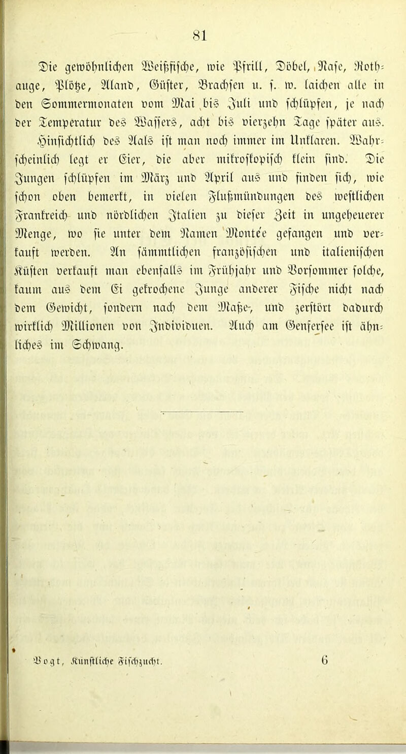 Sie gett)Dl;mlid}en SÖei^fifdbe, inie 'l'fvill, Sobel, i3Jafc, äuge, 'lliobe, 'Ulaub, ©üfter, SBracbfen u. f. lu. (aicbcn alle in ben ©ommermonateu »om OJlai bi§ ^uli unb ütlüpfen, je uacb ber Temperatur be§ 3Öafier§, ad)t bi§ uierjebn Tage fpäter au§. ,s^infid)tlicb beg 3ta(§ ift man uod) immer im llutlareu. Üßabi-'- fc^eiulid) legt er (Bier, bie aber mitroffopii'cb flein )'iub. Sie Ölungen fcblüpfeu im BOtärj unb Stprit au§ uub finben fid), mie fd)on oben bemertt, in nieten '^lufsmünbungen be§ meftticben Jrantreid} unb nörblicben ;3talien 511 biefer in ungeheuerer SDienge, mo fie unter bem 'Jiamen IHontee gefangen unb uer= tauft merben. 2tn fdmmtticben franjofifdien unb italienifcben Ä'üften nertauft man ebenfalls im Jrübjabr unb ^Sorfommer foldie, taum aug bem (li getrod}ene 3unge' anberer Jifcbe nid}t nach bem (Semid)t, fonbem nad} bem tÖlape-, unb jerftört baburd) mirftidi 'Diillionen non ^nbinibnen. ätucb am (Senferfee ift dbn; lieber im Sebmang. '■Itcgt, Jiünftüdie Sitdijiidn. 6