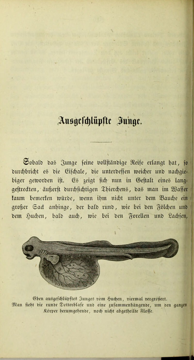 ^U0ge('tl)lüpftc Jiuhge. @obatl) ba§ Sunge feine »oUftänbige 0*ieife erlangt bat, fo burcbbricbt e§ bie ßifcbale, bie unterbeffen weidbev unb nacbgie; biger geh)orben ift. jeigt fid) nun in ©eftalt eine§ lang: geftredten, äuberft biirdbficbtigen 2!biercben§, ba§ man im SBaffer taum bemerfen mürbe, menn ibm ni(^t unter bem 23aiid}e ein großer ®ad anbinge, ber halb runb, mie bei ben 3'bld}en unb bem §ud}en, halb aud}, mie bei ben gorellen unb £ad)fen. (Jbcn auögefc^tütiftcS Siiiigcs sein .^ucf;cn, »iermat »ergropert. lünn fitbt tic runtc Setterbtafe unr eine jiifamnienljängenbe, nm ren gniijeii •Sci'pev ['enimgebcnbe, ncc() nie(;t abget^eitte Stoffe.