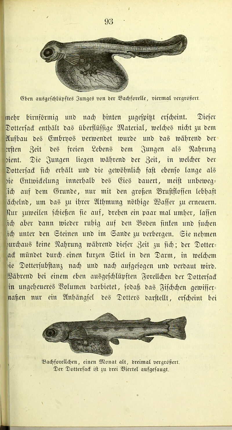 f 93 @ben auägcfd;tübfteä Sungeä »cn in SBacbforeKe, »icrmot »evgrbfert (jfitet)r bimförmig unb nad^ l}inten jiigefpi^t erfc^eint. ®iefev i! Sotterfad entbäit ba§ überftüffige Sllaterial, me((^e§ nidbt ju bem fiitufbau be§ ßmbrbo§ »ermenbet mürbe unb ba§ mä^renb ber firften be§ freien £eben§ bem jungen al§ iRabrung pient. Sie liegen mäbrenb ber 3<^ü/ melcber ber Jlöotterfacf fi(^ erbäit unb bie gemobnli(b faft ebenfo lange a(§ pie ©ntmicfelung innerhalb be§ @ie§ bauert, meift unbemeg= id) auf bem (Srunbe, nur mit ben groben SSruftfloffen lebhaft ljä(helnb, um ba§ ju ihter Slthmung nbthige Söaffer ju erneuern. • Rur äumeilen fchieficn fie auf, brehen ein paar mal umher, laffen |idh aber bann mieber ruhig auf ben S3oben finfen unb frühen >,li(h unter ben Steinen unb im Sanbe ju berbergen. Sie nehmen iiurchauS feine fRahrung mährenb biefer 3«t äu fi<h; ber Sotter-- ad münbet burch -einen furjen Stiel in ben Sarm, in melihem Pie Sotterfubflanj na(h unb nadh aufgefogen unb »erbaut mirb. j Bdhrenb bei einem eben au§gefd}lüpften f^otellihen ber Sotterfad ( in ungeheuere^ 35olumen barbietet, fobafi ba§ 3‘if<hchen gemiffer= )mähen nur ein 3lnhängfel be§ SotterS barftetlt, erf(heint bei iBac^foveUcben, einen SOtonot att, brcimat »ergröfert, ®er Dutterfarf ijl ju brci SSiertet aufgefangt. i