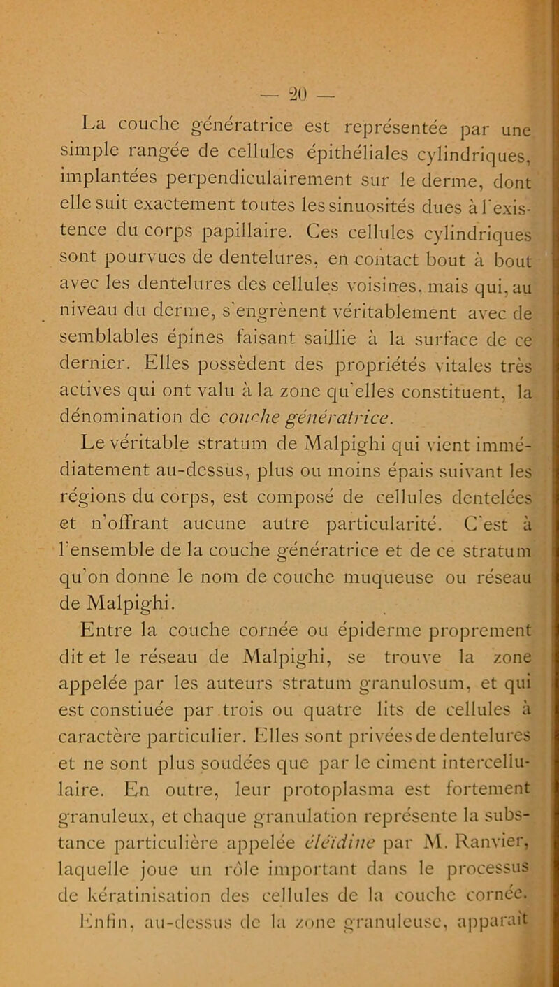 La couche génératrice est représentée par une simple rangée de cellules épithéliales cylindriques, implantées perpendiculairement sur le derme, dont elle suit exactement toutes les sinuosités dues à l'exis- tence du corps papillaire. Ces cellules cylindriques sont pourvues de dentelures, en contact bout à bout avec les dentelures des cellules voisines, mais qui, au niveau du derme, s'engrènent véritablement avec de semblables épines faisant saillie à la surface de ce dernier. Elles possèdent des propriétés vitales très actives qui ont valu à la zone qu'elles constituent, la dénomination de couche génératrice. Le véritable stratum de Malpighi qui vient immé- diatement au-dessus, plus ou moins épais suivant les régions du corps, est composé de cellules dentelées et n’offrant aucune autre particularité. C'est à l’ensemble de la couche génératrice et de ce stratum qu'on donne le nom de couche muqueuse ou réseau de Malpighi. Entre la couche cornée ou épiderme proprement dit et le réseau de Malpighi, se trouve la zone appelée par les auteurs stratum granulosum, et qui est constiuée par trois ou quatre lits de cellules à caractère particulier. Elles sont privées de dentelures et ne sont plus soudées que par le ciment intercellu- laire. En outre, leur protoplasma est fortement granuleux, et chaque granulation représente la subs- tance particulière appelée éléïdine par M. Ranvier, laquelle joue un rôle important dans le processus de kératinisation des cellules de la couche cornée. Enfin, au-dessus de la zone granuleuse, apparaît