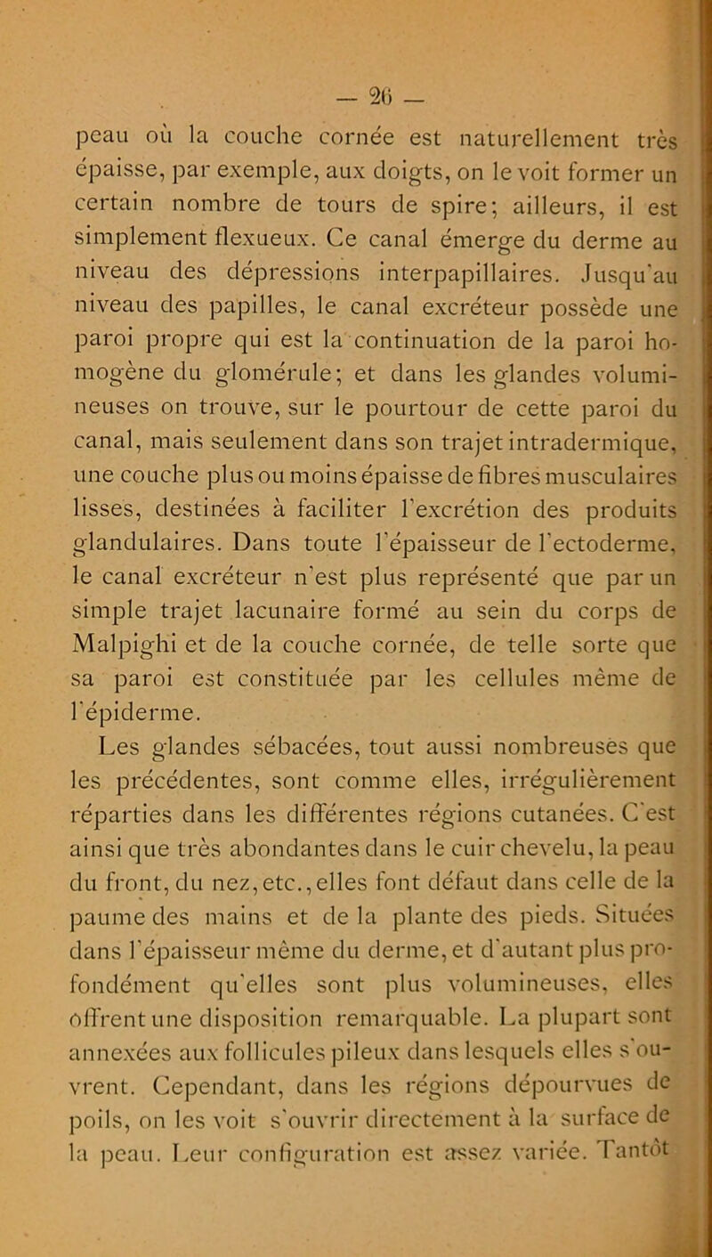 peau où la couche cornée est naturellement très épaisse, par exemple, aux doigts, on le voit former un certain nombre de tours de spire; ailleurs, il est simplement flexueux. Ce canal émerge du derme au niveau des dépressions interpapillaires. Jusqu'au niveau des papilles, le canal excréteur possède une paroi propre qui est la continuation de la paroi ho- mogène du glomérule; et dans les glandes volumi- neuses on trouve, sur le pourtour de cette paroi du canal, mais seulement dans son trajet intradermique, une couche plus ou moins épaisse de fibres musculaires lisses, destinées à faciliter l'excrétion des produits glandulaires. Dans toute l’épaisseur de l'ectoderme, le canal excréteur n’est plus représenté que par un simple trajet lacunaire formé au sein du corps de Malpighi et de la couche cornée, de telle sorte que sa paroi est constituée par les cellules même de l'épiderme. Les glandes sébacées, tout aussi nombreuses que les précédentes, sont comme elles, irrégulièrement réparties dans les différentes régions cutanées. C'est ainsi que très abondantes dans le cuir chevelu, la peau du front, du nez,etc.,elles font défaut dans celle de la paume des mains et de la plante des pieds. Situées dans l'épaisseur même du derme, et d'autant plus pro- fondément qu'elles sont plus volumineuses, elles offrent une disposition remarquable. La plupart sont annexées aux follicules pileux dans lesquels elles s ou- vrent. Cependant, dans les régions dépourvues de poils, on les voit s'ouvrir directement à la surface de la peau. Leur configuration est assez variée. Tantôt