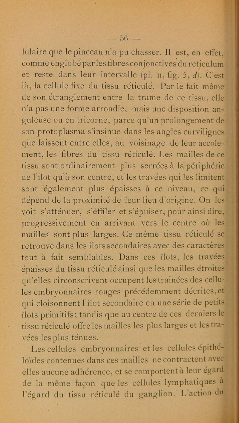 — 50 —• lulaire que le pinceau n'a pu chasser. 11 est, en effet, comme englobé par les fibres conjonctives du réticulum et reste dans leur intervalle (pl. n, fig. 5, d). C'est là, la cellule fixe du tissu réticulé. Par le fait môme de son étranglement entre la trame de ce tissu, elle n'a pas une forme arrondie, mais une disposition an- guleuse ou en tricorne, parce qu'un prolongement de son protoplasma s’insinue dans les angles curvilignes que laissent entre elles, au voisinage de leuraccole- ment, les fibres du tissu réticulé. Les mailles de ce tissu sont ordinairement plus serrées à la périphérie de l’ilot qu’à son centre, et les travées qui les limitent sont également plus épaisses à ce niveau, ce qui dépend de la proximité de leur lieu d’origine. On les voit s’atténuer, s’éffiler et s’épuiser, pour ainsi dire, progressivement en arrivant vers le centre où les mailles sont plus larges. Ce même tissu réticulé se retrouve dans les ilôts secondaires avec des caractères tout à fait semblables. Dans ces ilôts, les travées épaisses du tissu réticulé ainsi que les mailles étroites qu’elles circonscrivent occupent les traînées des cellu- les embryonnaires rouges précédemment décrites, et qui cloisonnent Pilot secondaire en une série de petits îlots primitifs; tandis que au centre de ces derniers le tissu réticulé offre les mailles les plus larges et les tra- vées les plus ténues. Les cellules embryonnaires et les cellules épithé- loïdes contenues dans ces mailles ne contractent avec elles aucune adhérence, et se comportent à leur égard de la même façon que les cellules lymphatiques à l’égard du tissu réticulé du ganglion. L action du