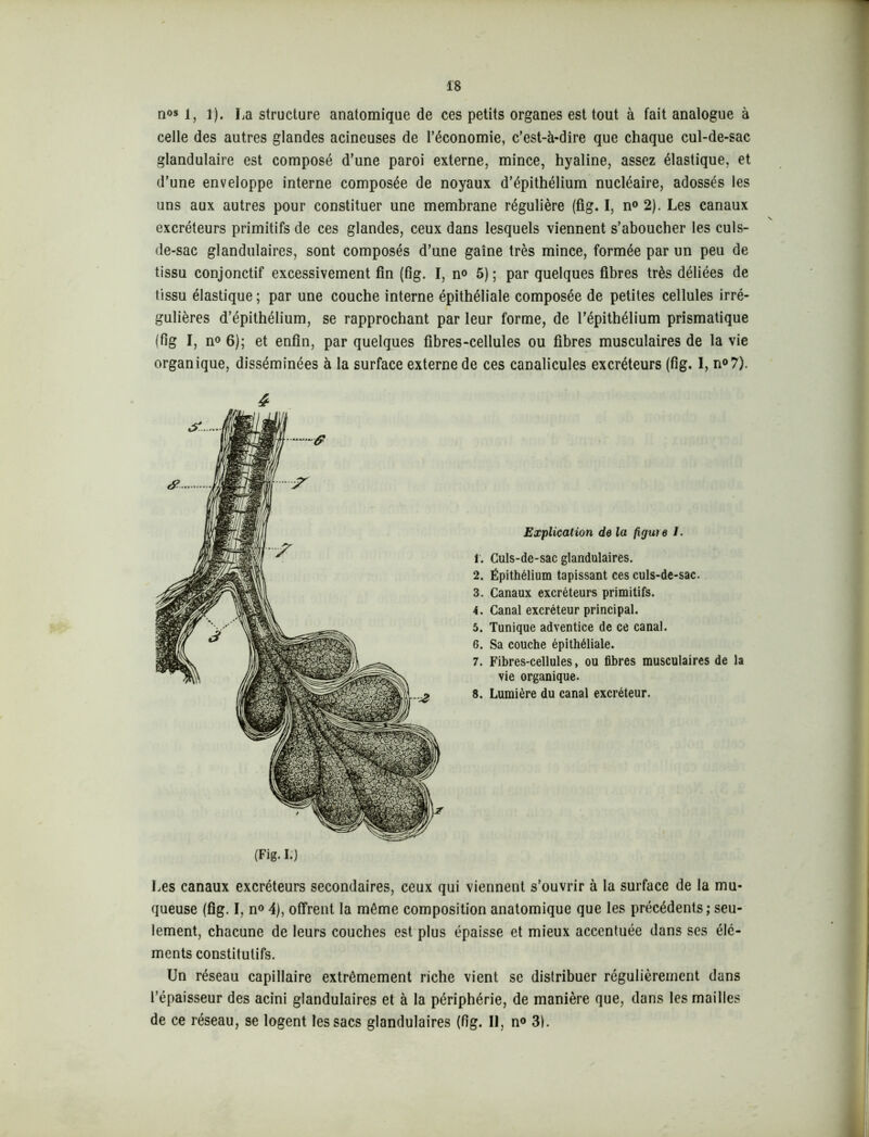 no* 1, 1). La structure anatomique de ces petits organes est tout à fait analogue à celle des autres glandes acineuses de l’économie, c’est-à-dire que chaque cul-de-sac glandulaire est composé d’une paroi externe, mince, hyaline, assez élastique, et d’une enveloppe interne composée de noyaux d’épithélium nucléaire, adossés les uns aux autres pour constituer une membrane régulière (fig. I, n° 2). Les canaux excréteurs primitifs de ces glandes, ceux dans lesquels viennent s’aboucher les culs- de-sac glandulaires, sont composés d’une gaine très mince, formée par un peu de tissu conjonctif excessivement fin (fig. I, no 5) ; par quelques fibres très déliées de tissu élastique; par une couche interne épithéliale composée de petites cellules irré- gulières d’épithélium, se rapprochant par leur forme, de l’épithélium prismatique (fig I, n° 6); et enfin, par quelques fibres-cellules ou fibres musculaires de la vie organique, disséminées à la surface externe de ces canalicules excréteurs (fig. I, n°7). (Fig. I.) Explication de la figuie 1. 1. Culs-de-sac glandulaires. 2. Épithélium tapissant ces culs-de-sac. 3. Canaux excréteurs primitifs. 4. Canal excréteur principal. 5. Tunique adventice de ce canal. 6. Sa couche épithéliale. 7. Fibres-cellules, ou fibres musculaires de la vie organique. 8. Lumière du canal excréteur. Les canaux excréteurs secondaires, ceux qui viennent s’ouvrir à la surface de la mu- queuse (fig. I, n° 4), offrent la même composition anatomique que les précédents; seu- lement, chacune de leurs couches est plus épaisse et mieux accentuée dans ses élé- ments constitutifs. Un réseau capillaire extrêmement riche vient se distribuer régulièrement dans l’épaisseur des acini glandulaires et à la périphérie, de manière que, dans les mailles de ce réseau, se logent les sacs glandulaires (fig. Il, no 3).