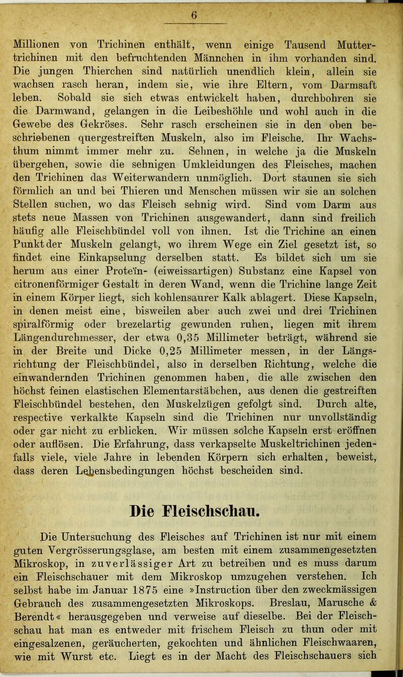 Millionen von Trichinen enthält, wenn einige Tausend Mutter- trichinen mit den befruchtenden Männchen in ihm vorhanden sind. Die jungen Tbierchen sind natürlich unendlich klein, allein sie wachsen rasch heran, indem sie, wie ihre Eltern, vom Dai-msaft leben. Sobald sie sich etwas entwickelt haben, durchbohren sie die Darmwand, gelangen in die Leibeshöhle und wohl auch in die Gewebe des Gekröses. Sehr rasch erscheinen sie in den oben be- schriebenen quergestreiften Muskeln, also im Fleische. Ihr Wachs- thum nimmt immer mehr zu. Sehnen, in welche ja die Muskeln übergehen, sowie die sehnigen Umkleidungen des Fleisches, machen den Trichinen das Weiterwandern unmöglich. Dort staunen sie sich förmlich an und bei Thieren und Menschen müssen wir sie an solchen Stellen suchen, wo das Fleisch sehnig wird. Sind vom Darm aus stets neue Massen von Trichinen ausgewandert, dann sind freilich häufig alle Fleischbündel voll von ihnen. Ist die Trichine an einen Punkt der Muskeln gelangt, wo ihrem Wege ein Ziel gesetzt ist, so findet eine Einkapselung derselben statt. Es bildet sich um sie herum aus einer Protein- (eiweissartigen) Substanz eine Kapsel von citronenförmiger Gestalt in deren Wand, wenn die Trichine lange Zeit in einem Körper liegt, sich kohlensaurer Kalk ablagert. Diese Kapseln, in denen meist eine, bisweilen aber auch zwei und drei Trichinen spiralförmig oder brezelartig gewunden ruhen, liegen mit ihrem Längendurchmesser, der etwa 0,35 Millimeter beträgt, während sie in der Breite und Dicke 0,25 Millimeter messen, in der Längs- richtung der Fleischbündel, also in derselben Richtung, welche die einwandernden Trichinen genommen haben, die alle zwischen den höchst feinen elastischen Elementarstäbchen, aus denen die gestreiften Fleischbündel bestehen, den Muskelzügen gefolgt sind. Durch alte, respective verkalkte Kapseln sind die Trichinen nur unvollständig oder gar nicht zu erblicken. Wir müssen solche Kapseln erst eröffnen oder auflösen. Die Erfahrung, dass verkapselte Muskeltrichinen jeden- falls viele, viele Jahre in lebenden Körpern sich erhalten, beweist, dass deren Lqjjensbedingungen höchst bescheiden sind. Die Fleischschall. Die Untersuchung des Fleisches auf Trichinen ist nur mit einem guten Vergrösserungsglase, am besten mit einem zusammengesetzten Mikroskop, in zuverlässiger Art zu betreiben und es muss darum ein Fleischscbauer mit dem Mikroskop umzugehen verstehen. Ich selbst habe im Januar 1875 eine »Instruction über den zweckmässigen Gebrauch des zusammengesetzten Mikroskops. Breslau, Marusche & Berendt« herausgegeben und verweise auf dieselbe. Bei der Fleisch- schau hat man es entweder mit frischem Fleisch zu thun oder mit eingesalzenen, geräucherten, gekochten und ähnlichen Fleischwaaren, wie mit Wurst etc. Liegt es in der Macht des Fleischschauers sich