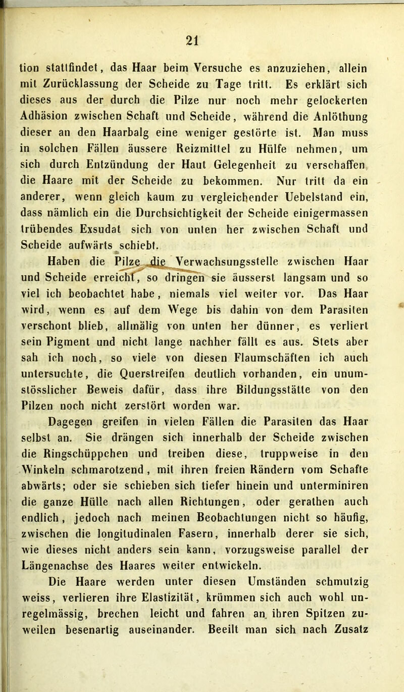 tion statlflndet, das Haar beim Versuche es anzuziehen, allein mit Zurücklassung der Scheide zu Tage tritt. Es erklärt sich dieses aus der durch die Pilze nur noch mehr gelockerten Adhäsion zwischen Schaft und Scheide, während die Anlöthung dieser an den Haarbalg eine weniger gestörte ist. Man muss in solchen Fällen äussere Reizmittel zu Hülfe nehmen, um sich durch Entzündung der Haut Gelegenheit zu verschaffen die Haare mit der Scheide zu bekommen. Nur tritt da ein anderer, wenn gleich kaum zu vergleichender Uebelstand ein, dass nämlich ein die Durchsichtigkeit der Scheide einigermassen trübendes Exsudat sich von unten her zwischen Schaft und Scheide aufwärts schiebt. Haben die Pilze die. Verwachsungsstelle zwischen Haar und Scheide erreicht', so dringen sie äusserst langsam und so viel ich beobachtet habe, niemals viel weiter vor. Das Haar wird, wenn es auf dem Wege bis dahin von dem Parasiten verschont blieb, all malig von unten her dünner, es verliert sein Pigment und nicht lange nachher fällt es aus. Stets aber sah ich noch, so viele von diesen Flaumschäften ich auch untersuchte, die Querstreifen deutlich vorhanden, ein unum- stösslicher Beweis dafür, dass ihre Bildungsstätte von den Pilzen noch nicht zerstört worden war. Dagegen greifen in vielen Fällen die Parasiten das Haar selbst an. Sie drängen sich innerhalb der Scheide zwischen die Ringschüppchen und treiben diese, truppweise in den Winkeln schmarotzend , mit ihren freien Rändern vom Schafte abwärts; oder sie schieben sich tiefer hinein und unterminiren die ganze Hülle nach allen Richtungen, oder gerathen auch endlich, jedoch nach meinen Beobachtungen nicht so häufig, zwischen die longitudinalen Fasern, innerhalb derer sie sich, wie dieses nicht anders sein kann, vorzugsweise parallel der Längenachse des Haares weiter entwickeln. Die Haare werden unter diesen Umständen schmutzig weiss, verlieren ihre Elastizität, krümmen sich auch wohl un- regelmässig, brechen leicht und fahren an. ihren Spitzen zu- weilen besenartig auseinander. Beeilt man sich nach Zusatz