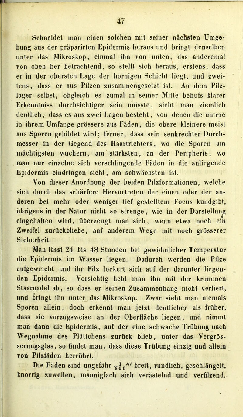 Schneidet man einen solchen mit seiner nächsten Umge- bung aus der präparirten Epidermis heraus und bringt denselben unter das Mikroskop, einmal ihn von unten, das anderemal von oben her betrachtend, so stellt sich heraus, erstens, dass er in der obersten Lage der hornigen Schicht liegt, und zwei- tens, dass er aus Pilzen zusammengesetzt ist. An dem Pilz- lager selbst, obgleich es zumal in seiner Mitte behufs klarer Erkenntniss durchsichtiger sein müsste, sieht man ziemlich deutlich, dass es aus zwei Lagen besteht, von denen die untere in ihrem Umfange grössere aus Fäden, die obere kleinere meist aus Sporen gebildet wird; ferner, dass sein senkrechter Durch- messer in der Gegend des Haartrichters, wo die Sporen am mächtigsten wuchern, am stärksten, an der Peripherie, wo man nur einzelne sich verschlingende Fäden in die anliegende Epidermis eindringen sieht, am schwächsten ist. Von dieser Anordnung der beiden Pilzformationen, welche sich durch das schärfere Hervortreten der einen oder der an- deren bei mehr oder weniger tief gestelltem Focus kundgibt, übrigens in der Natur nicht so strenge, wie in der Darstellung eingehalten wird, überzeugt man sich, wenn etwa noch ein Zweifel zurückbliebe, auf anderem Wege mit noch grösserer Sicherheit. Man lässt 24 bis 48 Stunden bei gewöhnlicher Temperatur die Epidermis im Wasser liegen. Dadurch werden die Pilze aufgeweicht und ihr Filz lockert sich auf der darunter liegen- den Epidermis. Vorsichtig hebt man ihn mit der krummen Staarnadel ab, so dass er seinen Zusammenhang nicht verliert, und bringt ihn unter das Mikroskop. Zwar sieht man niemals Sporen allein, doch erkennt man jetzt deutlicher als früher, dass sie vorzugsweise an der Oberfläche liegen, und nimmt man dann die Epidermis, auf der eine schwache. Trübung nach Wegnahme des Plättchens zurück blieb, unter das Vergrös- serungsglas, so findet man, dass diese Trübung einzig und allein von Pilzfäden herrührt. Die Fäden sind ungefähr breit, rundlich, geschlängelt, knorrig zuweilen, mannigfach sich verästelnd und verfilzend.