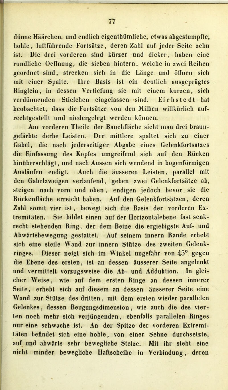 dünne Häärchen, und endlich eigentümliche, etwas abgestumpfte, hohle, luftführende Fortsätze, deren Zahl auf jeder Seite zehn ist. Die drei vorderen sind kürzer und dicker, haben eine rundliche Oeffnung, die sieben hintern, welche in zwei Reihen geordnet sind, strecken sich in die Länge und öffnen sich mit einer Spalte. Ihre Basis ist ein deutlich ausgeprägtes Ringlein, in dessen Vertiefung sie mit einem kurzen, sich verdünnenden Stielchen eingelassen sind. Eichstedt hat beobachtet, dass die Fortsätze von den Milben willkürlich auf- rechtgestellt und niedergelegl werden können. Am vorderen Theile der Bauchfläche sieht man drei braun- gefärbte derbe Leisten. Der mittlere spaltet sich zu einer Gabel, die nach jederseitiger Abgabe eines Gelenkfortsalzes die Einfassung des Kopfes umgreifend sich auf den Rücken hinüberschlägt, und nach Aussen sich wendend in bogenförmigen Ausläufen endigt. Auch die äusseren Leisten, parallel mit den Gabelzweigen verlaufend, geben zwei Gelenkfortsätze ab, steigen nach vorn und oben, endigen jedoch bevor sie die Rückenfläche erreicht haben. Auf den Gelenkforlsälzen, deren Zahl somit vier ist, bewegt sich die Basis der vorderen Ex- tremitäten. Sie bildet einen auf der Horizontalebene fast senk- recht stehenden Ring, der dem Beine die ergiebigste Auf- und Abwärtsbewegung gestattet. Auf seinem innern Rande erhebt sich eine steile Wand zur innern Stütze des zweiten Gelenk- ringes. Dieser neigt sich im Winkel ungefähr von 45° gegen die Ebene des ersten, ist an dessen äusserer Seite angelenkt und vermittelt vorzugsweise die Ab- und Adduktion. In glei- cher Weise, wie auf dem ersten Ringe an dessen innerer Seite, erhebt sich auf diesem an dessen äusserer Seite eine Wand zur Stütze des dritten, mit dem ersten wieder parallelen Gelenkes, dessen Beugungsdimension, wie auch die des vier- ten noch mehr sich verjüngenden, ebenfalls parallelen Ringes nur eine schwache ist. An der Spitze der vorderen Extremi- täten befindet sich eine hohle, von einer Sehne durchsetzte, auf und abwärts sehr bewegliche Stelze. Mit ihr steht eine nicht minder bewegliche Haftscheibe in Verbindung, deren