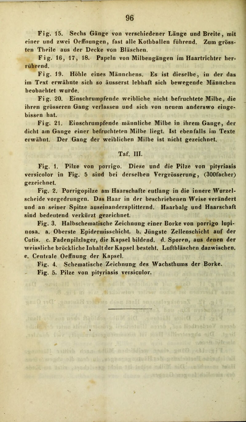 Fig. 15. Sechs Gänge von verschiedener Länge und Breite, mit einer und zwei Oeffnungen, fast alle Kothballen führend. Zum gröss- ten Theile aus der Decke von Bläschen. Fig. 16, 17, 18. Papeln von Milbengängen im Haartrichter her- rührend. Fig. 19. Höhle eines Männchens. Es ist dieselbe, in der das im Text erwähnte sich so äusserst lebhaft sich bewegende Männchen beobachtet wurde. Fig. 20. Einschrumpfende weibliche nicht befruchtete Milbe, die ihren grösseren Gang verlassen und sich von neuem anderswo einge- bissen hat. Fig. 21. Einschrumpfende männliche Milbe in ihrem Gange, der dicht am Gange einer befruchteten Milbe liegt. Ist ebenfalls im Texte erwähnt. Der Gang der weiblichen Milbe ist nicht gezeichnet. Taf. III. Fig. 1. Pilze von porrigo. Diese und die Pilze von pityriasis versicolor in Fig. 5 sind bei derselben Vergrösserung, (300facher) gezeichnet. Fig. 2. Porrigopilze am Haarschafte entlang in die innere Wurzel- scheide vorgedrungen. Das Haar in der beschriebenen Weise verändert und an seiner Spitze auseinandersplitternd. Haarbalg und Haarschaft sind bedeutend verkürzt gezeichnet. Fig. 3. Halbschematische Zeichnung einer Borke von porrigo lupi- nosa. a. Oberste Epidermisschicht. b. Jüngste Zellenschicht auf der Cutis, c. Fadenpilzlager, die Kapsel bildend, d. Sporen, aus denen der weissliche bröckliche Inhalt der Kapsel besteht. Luftbläschen dazwischen, e. Centrale Oelfnung der Kapsel. Fig. 4. Schematische Zeichnung des Wachsthums der Borke. Fig. 5. Pilze von pityriasis versiculor.