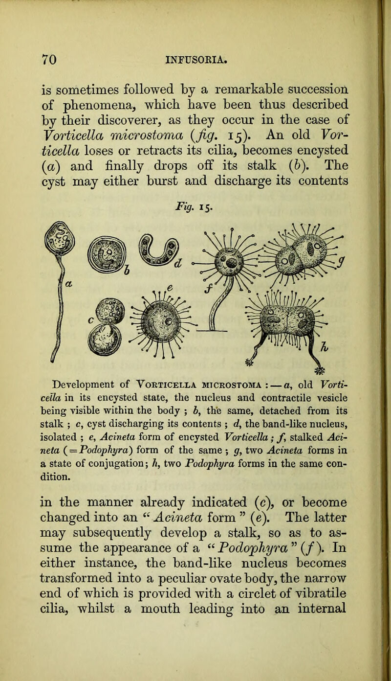 is sometimes followed by a remarkable succession of phenomena, which have been thus described by their discoverer, as they occur in the case of Vorticella microstoma {fig. 15). An old Vor- ticella loses or retracts its cilia, becomes encysted {a) and finally drops off its stalk (b). The cyst may either burst and discharge its contents Fig. 15. Development of Vorticella microstoma : — a, old Vorti- cella in its encysted state, the nucleus and contractile vesicle being visible within the body ; b, the same, detached from its stalk ; c, cyst discharging its contents ; d, the band-like nucleus, isolated ; e, Acineta form of encysted Vorticella ; f, stalked Aci- neta (= Podophyra) form of the same ; g, two Acineta forms in a state of conjugation; h, two Podophyra forms in the same con- dition. in the manner already indicated (c), or become changed into an “ Acineta form ” (e). The latter may subsequently develop a stalk, so as to as- sume the appearance of a “Podophyra” {f). In either instance, the band-like nucleus becomes transformed into a peculiar ovate body, the narrow end of which is provided with a circlet of vibratile cilia, whilst a mouth leading into an internal