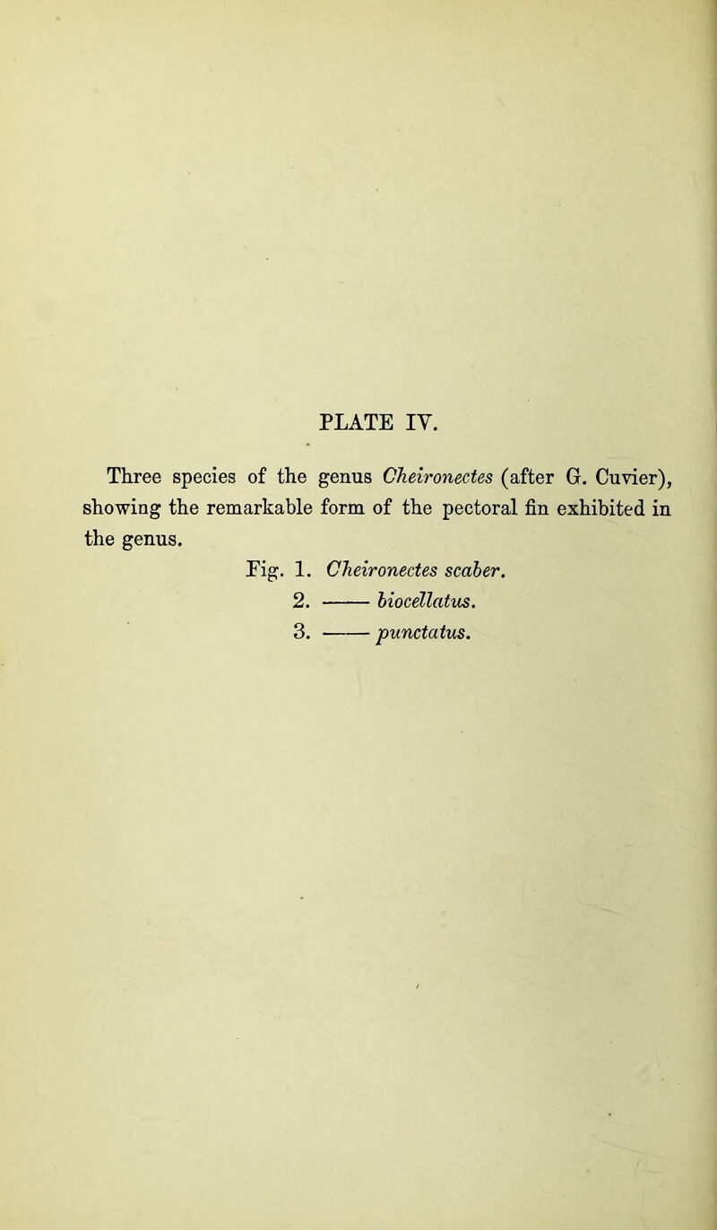 Three species of the genus Cheironectes (after G. Cuvier), showing the remarkable form of the pectoral fin exhibited in the genus. Fig. 1. Cheironectes scaber. 2. biocellatus. 3. punctatus.