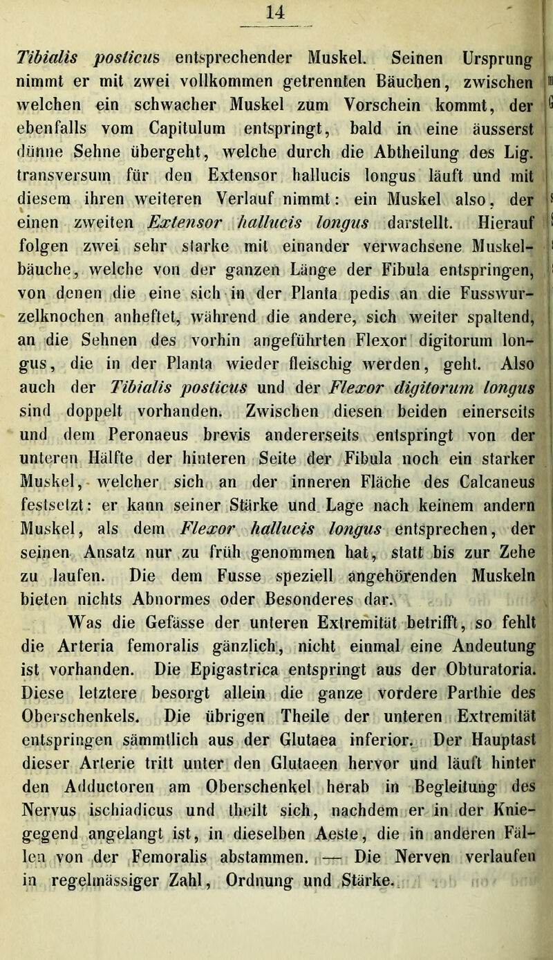 Tibialis poslicus entsprechender Muskel. Seinen Ursprung nimmt er mit zwei vollkommen getrennten Bäuchen, zwischen !® welchen ein schwacher Muskel zum Vorschein kommt, der |G ebenfalls vom Capitulum entspringt, bald in eine äusserst dünne Sehne übergeht, welche durch die Abtheilung des Lig. transversuin für den Extensor hallucis longus läuft und mit diesem ihren weiteren Verlauf nimmt: ein Muskel also, der p einen zweiten Extensor hallucis longus darstellt. Hierauf ■ folgen zwei sehr starke mit einander verwachsene Muskel- ! bäuche, welche von der ganzen Länge der Fibula entspringen, i von denen die eine sich in der Planta pedis an die Fusswur- zelknochen anheftet, während die andere, sich weiter spaltend, an die Sehnen des vorhin angeführten Flexor digitorum lon- gus , die in der Planta wieder fleischig Averden, geht. Also auch der Tibialis poslicus und der Flexor digitorum longus sind doppelt vorhanden. Zwischen diesen beiden einerseits und dem Peronaeus brevis andererseits entspringt von der unteren Hälfte der hinteren Seite der Fibula noch ein starker Muskel, welcher sich an der inneren Fläche des Calcaneus festsetzt: er kann seiner Stärke und Lage nach keinem andern Muskel, als dem Flexor hallucis longus entsprechen, der seinen Ansatz nur zu früh genommen hat, statt bis zur Zehe zu laufen. Die dem Fusse speziell angehörenden Muskeln bieten nichts Abnormes oder Besonderes dar. Was die Gefässe der unteren Extremität betrifft, so fehlt die Arteria femoralis gänzlich, nicht einmal eine Andeutung ist vorhanden. Die Epigastrica entspringt aus der Obturatoria. Diese letztere besorgt allein die ganze vordere Parthie des Oberschenkels. Die übrigen Theile der unteren Extremität entspringen sämmtlich aus der Glutaea inferior. Der Hauptast dieser Arterie tritt unter den Glutaeen hervor und läuft hinter den Adductoren am Oberschenkel herab in Begleitung des Nervus ischiadicus und theilt sich, nachdem er in der Knie- gegend angelangt ist, in dieselben Aeste, die in anderen Fäl- len von der Femoralis abstammen. — Die Nerven verlaufen in regelmässiger Zahl, Ordnung und Stärke.