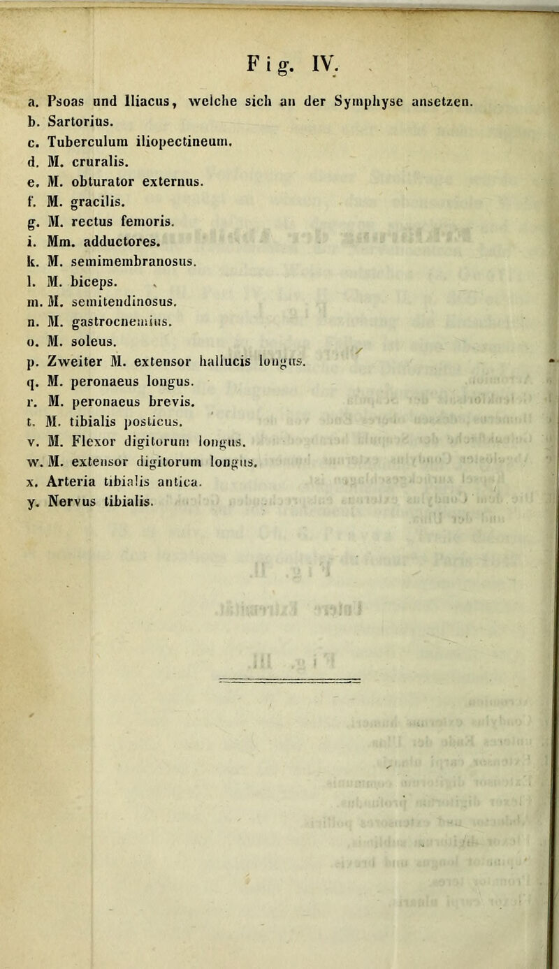 Fig. IV. a. Psoas und lliacus, welche sich an der Symphyse ansetzen. b. Sartorius. c. Tuberculum iliopectineum. d. M. cruralis. e. M. obturator externus. f. M. gracilis. g. M. rectus femoris. i. Mm. adductores. k. M. semimembranosus. l. M. biceps. in. M. semitendinosus. n. M. gastroenemius. o. M. soleus. / p. Zweiter M. extensor hallucis lungtts. q. M. peronaeus longus. r. M. peronaeus brevis. t. M. tibialis posticus. v. M. Flexor digitorum longus. w. M. extensor digitorum longus. x. Arteria tibialis antica. y. Nervus tibialis.