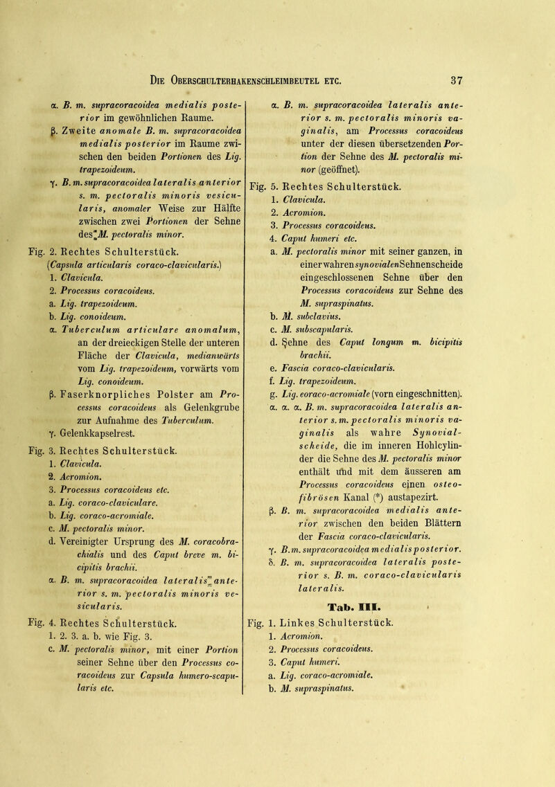 a. B. m. supracoracoidea medialis poste- rior im gewöhnlichen Raume. ß. Zweite anomale B. m. supracoracoidea medialis posterior im Raume zwi- schen den beiden Portionen des Lig. trapezoideum. y. B.m.supracoracoidea lateralis anterior s. m. pectoralis minoris vesicu- laris, anomaler Weise zur Hälfte zwischen zwei Portionen der Sehne des*A/. pectoralis minor. Fig. 2. Rechtes Schulterstück. [Capsula articularis coraco-clavicularis.) 1. Clavicula. 2. Processus coracoideus. a. Lig. trapezoideum. b. Lig. conoideum. a. Tuberculum articulare anomalum, an der dreieckigen Stelle der unteren Fläche der Clavicula, medianwärls vom Lig. trapezoideum, vorwärts vom Lig. conoideum. ß. Faserknorpliches Polster am Pro- cessus coracoideus als Gelenkgrube zur Aufnahme des Tuberculum. Y- Gelenkkapselrest. Fig. 3. Rechtes Schulterstück. 1. Clavicula. 2. Acromion. 3. Processus coracoideus etc. a. Lig. coraco-claviculare. b. Lig. coraco-acromiale. c. M. pectoralis minor. d. Vereinigter Ursprung des M. coracobra- chialis und des Caput breve m. bi- cipitis brachii. a. B. m. supracoracoidea lateralis^ante- rior s. m. pectoralis minoris ve- sicularis. Fig. 4. Rechtes Schulterstück. 1. 2. 3. a. b. wie Fig. 3. c. M. pectoralis minor, mit einer Portion seiner Sehne über den Processus co- racoideus zur Capsula humero-scapu- laris etc. a. B. m. supracoracoidea lateralis ante- rior s. m. pectoralis minoris va- ginalis, am Processus coracoideus unter der diesen übersetzenden Por- tion der Sehne des M. pectoralis mi- nor (geöffnet). Fig. 5. Rechtes Schulterstück. 1. Clavicula. 2. Acromion. 3. Processus coracoideus. 4. Caput humeri etc. a. M. pectoralis minor mit seiner ganzen, in einerwahrensi/jiow'aZeMSehnenscheide eingeschlossenen Sehne über den Processus coracoideus zur Sehne des M. supraspinatus. b. M. subclavius. C. M. subscapularis. d. ^ehne des Caput longum m. bicipilis brachii. e. Fascia coraco-clavicularis. f. Lig. trapezoideum. g. Lig. eoraco-acromiale (vorn eingeschnitten). a. a. a. B. m. supracoracoidea lateralis an- terior s.m. pectoralis minoris va- ginalis als wahre Synovial- scheide, die im inneren Hohlcylin- der die Sehne des M. pectoralis minor enthält und mit dem äusseren am Processus coracoideus einen osteo- fibrösen Kanal (*) austapezirt. ß. B. m. supracoracoidea medialis ante- rior zwischen den beiden Blättern der Fascia coraco-clavicularis. Y. B.m. supracoracoidea medialis posterior. 8. B. m. supracoracoidea lateralis poste- rior s. B. m. coraco-clavicularis lateralis. Tab. III. Fig. 1. Linkes Schulterstück. 1. Acromion. 2. Processus coracoideus. 3. Caput humeri. a. Lig. coraco-acromiale. b. M. supraspinatus.