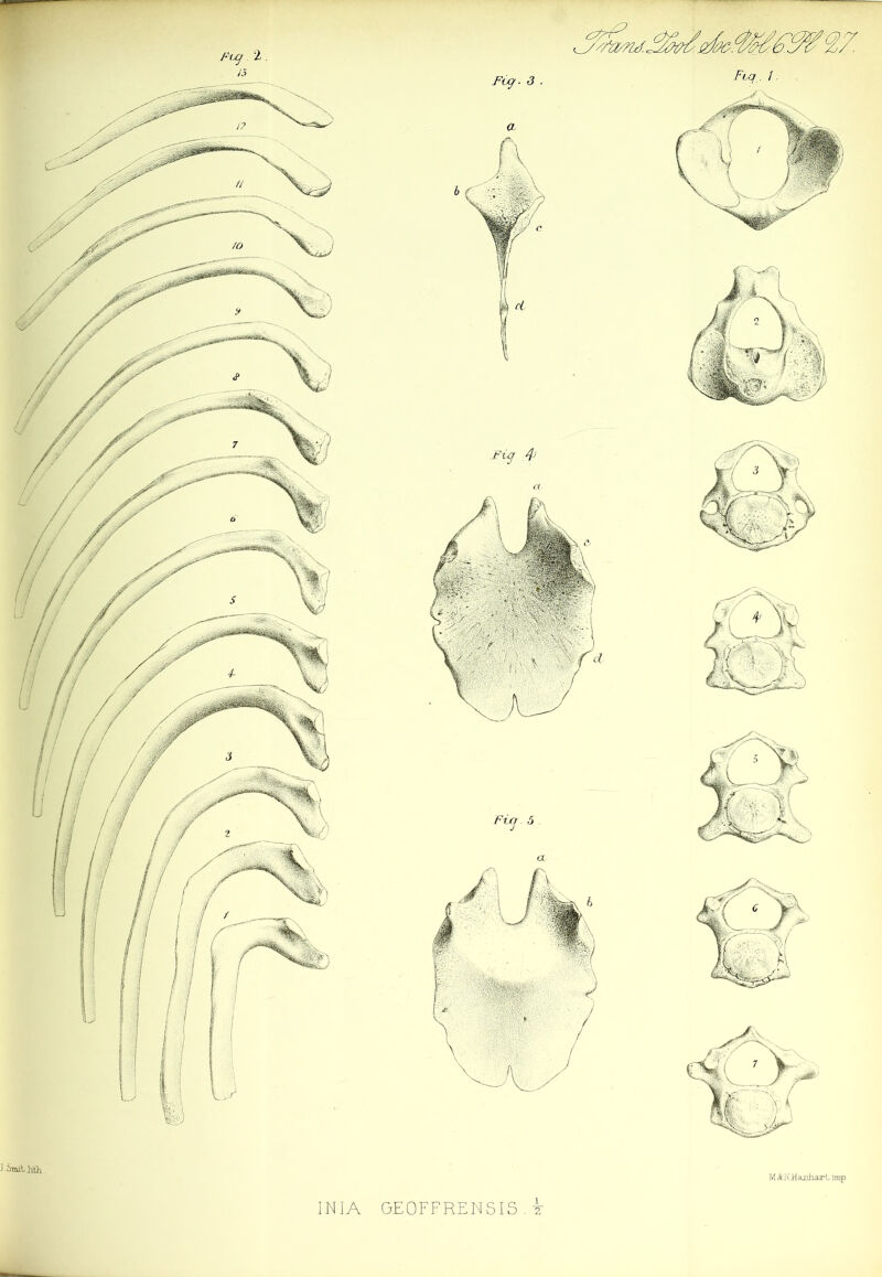 J.SmitJith M to7 Ha-nhaz-t imp