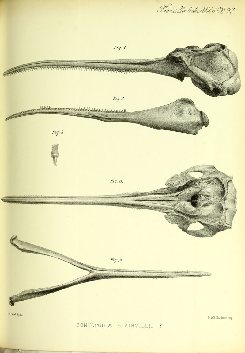J.Smit .lith., PONTOPORIA BLAINVILL1I M.A N.Hauniharb nnp