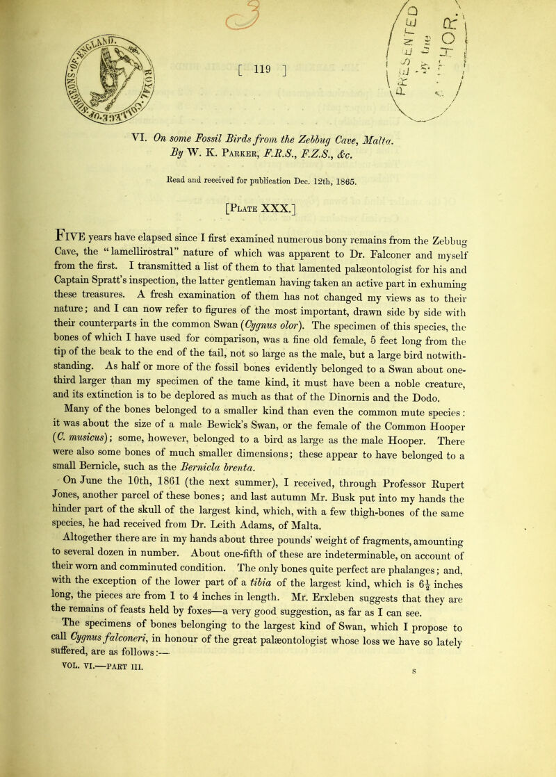 By MV. K. Paekee, F.B.S., F.Z.S., &c. Read and received for publication Dec. 12th, 1865. [Plate XXX.] Five years have elapsed since I first examined numerous bony remains from the Zehbug- Cave, the “ lamellirostral” nature of which was apparent to Dr. Falconer and myself from the first. I transmitted a list of them to that lamented palaeontologist for his and Captain Spratt s inspection, the latter gentleman having taken an active part in exhuming these treasures. A fresh examination of them has not changed my views as to their nature; and I can now refer to figures of the most important, drawn side by side with their counterparts in the common Swan {Cygnus olor). The specimen of this species, the bones of which I have used for comparison, was a fine old female, 5 feet long from the tip of the beak to the end of the tail, not so large as the male, but a large bird notwith- standing. As half or more of the fossil bones evidently belonged to a Swan about one- third larger than my specimen of the tame kind, it must have been a noble creature, and its extinction is to be deplored as much as that of the Dinornis and the Dodo. Many of the bones belonged to a smaller kind than even the common mute species : it was about the size of a male Bewick s Swan, or the female of the Common Hooper {C. musicus)', some, however, belonged to a bird as large as the male Hooper. There were also some bones of much smaller dimensions; these appear to have belonged to a small Bemicle, such as the Bernicla brenta. On June the 10th, 1861 [the next summer], I received, through Professor Rupert Jones, another parcel of these bones; and last autumn Mr. Busk put into my hands the hinder part of the skull of the largest kind, which, with a few thigh-bones of the same species, he had received from Dr. Leith Adams, of Malta. Altogether there are in my hands about three pounds’ weight of fragments, amounting to several dozen in number. About one-fifth of these are indeterminable, on account of their worn and comminuted condition. The only bones quite perfect are phalanges; and, with the exception of the lower part of a tiMa of the largest kind, which is 6^ inches long, the pieces are from 1 to 4 inches in length. Mr. Erxleben suggests that they are the remains of feasts held by foxes—a very good suggestion, as far as I can see. The specimens of bones belonging to the largest kind of Swan, which I propose to call Cygnus falconeri, in honour of the great palaeontologist whose loss we have so lately suffered, are as follows:— VOL. VI.—PAET III.