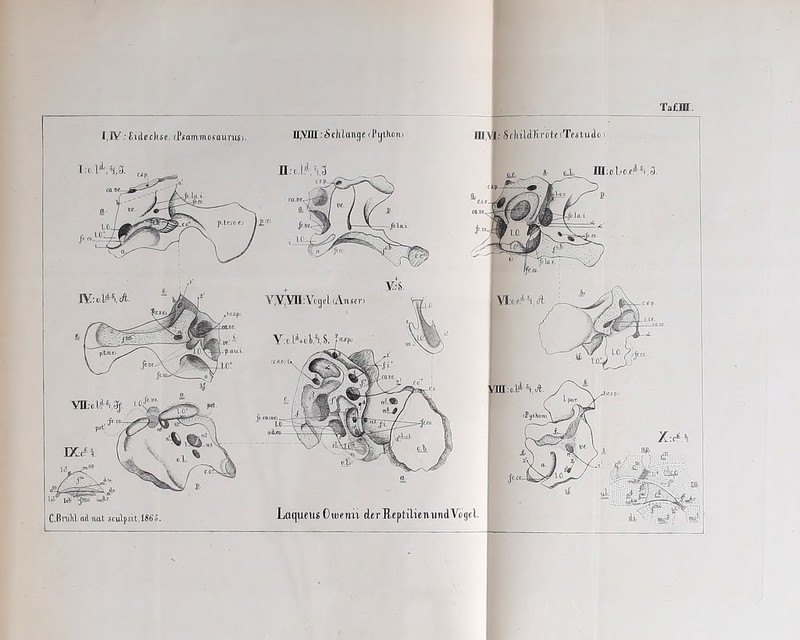 Ta£m. I,1V;Sidcckse. fPjfaimaoiauruS). II,VIll:^cKtttHge(Pytlion] liildKrötf (Testudo i T