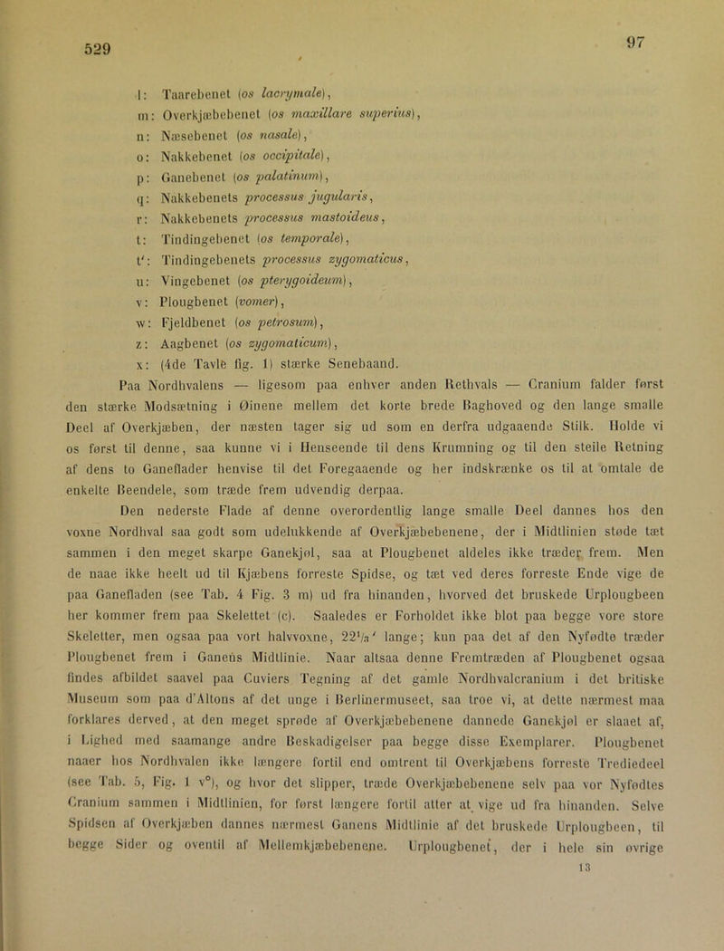 97 1; Taarebenet (os lacnjmale), m: Overkjæbebenet (os maxillare superina], n: INæsebenet (os nasale), o; Nakkebenet los occipitale), p: Ganebenet (os palatinim), q: Nakkebenets processus jugularis, r; Nakkebenets p>rocessus mastoideus, t: Tindingellenet (os temporale), t': Tindingebenets processus zygomaticus, u: Vingebenet (os ptenjgoideum), V: PI o u gb e n e t (vomer), w: Fjeldbenet (os petrosum), z: Aagbenet (os zygomaticum), x: (4de Tavle fig. 1) stærke Senebaand. Paa Nordhvalens — ligesom paa enhver anden Iletbvals — Cranium falder først den stærke Modsætning i Øinene mellem det korte brede Baghoved og den lange smalle Deel af Overkjæben, der næsten tager sig ud som en derfra udgaaende Stilk. Holde vi os først til denne, saa kunne vi i Henseende til dens Krumning og til den steile Retning af dens to Ganeflader henvise til det Foregaaende og her indskrænke os til at omtale de enkelte Beendele, som træde frem udvendig derpaa. Den nederste Flade af denne overordentlig lange smalle Deel dannes hos den voxne Nordhval saa godt som udelukkende af Overkjæbebenene, der i Midtlinien støde tæt sammen i den meget skarpe Ganekjøl, saa at Plougbeuet aldeles ikke træder frem. Men de naae ikke heelt ud til Kjæbens forreste Spidse, og tæ.t ved deres forreste Ende vige de paa Ganefladen (see Tab. 4 Fig. .3 m) ud fra hinanden, hvorved det bruskede Urplougbeen her kommer frem paa Skelettet (c). Saaledes er Forholdet ikke blot paa begge vore store Skeletter, men ogsaa paa vort halvvoxne, 22V.i' lange; kun paa det af den Nyfødte træder Plougbenet frem i Ganens Midtlinie. Naar altsaa denne Fremtræden af Plougbenet ogsaa lindes afbildet siiavel paa Cuviers Tegning af det gamle Nordbvalcranium i det britiske Museum som paa d’Altons af det unge i Berlinermuseet, saa troe vi, at dette nærmest maa forklares derved, at den meget sprøde af Overkjæbebenene dannede Ganekjøl er slaaet af, i Lighed med saamange andre Beskadigelser paa begge disse Exemplarer. Plougbenet naaer hos Nordhvalen ikke længere fortil ond omtrent til Overkjæbens forreste Trediedeel (see l’ab. 6, Fig. 1 v°), og hvor det slipper, træde Overkjæbebenene selv paa vor Nyfødtes Granium sammen i Midllinien, for først længere fortil atter at vige ud fra hinanden. Selve Spidsen af Overkjæben dannes nærmest Ganens Midtlinie af det bruskede Urplougbeen, til begge Sider og oventil af Mollemkjæbebenene. Urplougbenet, der i hele sin øvrige 13
