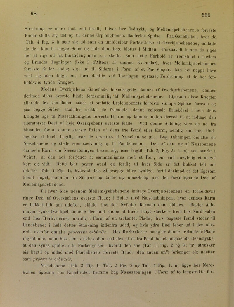 530 Strækning er mere liøit end bredt, bliver her fladtrykt, og Mellemkjæbebenenes forreste Ender slutte sig tæt op til denne Urplougbenets fladtrykte Spidse. Paa Ganefladen, hvor de (Tab. 4 Fig. 3 i) tage sig ud som en umiddelbar Fortsættelse af Overkjæbebenene, omfatte de den kun til begge Sider og lade den ligge blottet i Midten. Forsaavidt kunne de siges her at vige ud fra hinanden; men saa stærkt, som dette Forhold er fremstillet i Cuviers og flrandts Tegninger (ikke i d’Altons af samme Exemplar), hvor Mellemkjæbebenenes forreste Ender endog vige ud til Siderne i Form af et Par Vinger, kan det neppe have viist sig uden ifølge en, formodentlig ved Tørringen opstaaet Fordreining af de her for- holdsviis tynde Knogler. Medens Overkjæbens Ganeflade hovedsagelig dannes af Overkjæbebenene, dannes derimod dens øverste Flade fornemmelig' af Mellemkjæbebenene. Ligesom disse Knogler allerede fra Ganefladen saaes at omfatte Urplougbenets forreste stumpe Spidse foroven og paa begge Sider, saaledes dække de fremdeles denne colossale Bruskdeel i hele dens Længde lige til Næseaabningens forreste Hjørne og komme netop derved til at indtage den allerstørste Deel af hele Overkjæbens øverste Flade. Ved denne Aabning vige de ud fra hinanden for at danne største Delen af dens frie Rand eller Karm, nemlig kun med Und- tagelse af heell bagtil, hvor de erstattes af Næsebenene (n). Bag Aabningen omfatte de Næsebenene og støde som sædvanlig op til Pandebenene. Den af dem og af Næsebenene dannede Karm om Næseaabningen hæver sig, især bagtil (Tab. 2, Fig. 2: i—n), saa stærkt i Veiret, at den nok fortjener at sammenlignes med et Rør, om end unegtelig et meget kort og vidt. Dette Rør peger opad og fortil; til hver Side er det bukket lidt om udefter (Tab. 4 Fig. 1), hvorved dets Sidevægge blive synlige, fortil derimod er det ligesom klemt noget, sammen fra Siderne og taber sig umærkelig paa den foranliggende Deel af Mellemkjæbebenene. Til hver Side udenom Mellemkjæbebenene indtage Overkjæbebenene en forholdsviis ringe Deel af Overkjæbens øverste Flade; i Høide med Næseaabningen, hvor dennes Karm er bukket lidt om udefter, skjuler hos den Nyfødte Karmen dem aldeles. Bagfor Aab- ningen synes Overkjæbebenene derimod endog at træde langt stærkere frem hos Nordhvalen end hos Rørhvalerne, navnlig i Form af en trekantet Plade, hvis bageste Rand støder til Pandebenet i hele dettes Strækning indenfra udad, og hvis ydre Deel løber ud i den alle- rede ovenfor omtalte processus orbitalis. Hos Rørhvalerne mangler denne trekantede Plade ingenlunde, men hos dem dækkes den saaledes af et fra Pandebenet udgaaende Beenstykke, at den synes splittet i to Forlængelser, hvoraf den ene (Tab. 3 Fig. 2 og 3: m') strækker sig bagtil og indad mod Pandebenets forreste Rand, den anden (m°) forlænger sig udefter som processus orhitalis. Næsebenene (Tab. 3 Fig. 1, Tab. 2 Fig. 2 og Tab. 4 Fig. 1: n) ligge hos Nord- hvalen ligesom hos Kapshvalen fremme bag Næseaabningen i Form af to langstrakte fiir-
