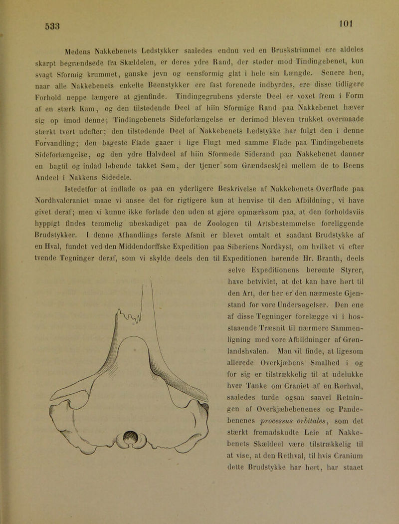 101 Medens Nakkebeiiels Ijedslykker saaledes endim ved en liruskslrimmel ere aldeles skarpt bejrriendsede fra Skældelen, er deres ydre Iland, der støder mod Tindingebenet, kun svagt Sformig krummet, ganske jevn og eensformig glat i hele sin Længde. Senere hen, naar alle INakkebenets enkelte Heenstykkcr ere fast forenede indbyrdes, ere disse tidligere Forhold neppe længere at gjenflnde. Tindingegrnbens yderste Deel er voxet frem i Form af en stærk kam, og den tilstødende Deel af hiin Sformige Iland paa Nakkehenet hæver sig op imod denne; Tindingebenets Sideforlængelse er derimod bleven trukket overmaade stærkt tvert udefter; den tilstødende Deel af Nakkebenets Ledstykke har fulgt den i denne Forvandling; den bageste Flade gaaer i lige Flugt med samme Flade paa Tindingebenets Sideforlængelse, og den ydre Halvdeel af hiin Stormede Siderand paa Nakkebenet danner en bagtil og indad løbende takket Søm, der tjener som Grændseskjel mellem de to Beens Andeel i Nakkens Sidedele. Istedetfor at indlade os paa en yderligere Beskrivelse af Nakkebenets Overflade paa Nordhvalcraniet maae vi ansee det for rigtigere kun at henvise til den Afbildning, vi have givet deraf; men vi kunne ikke forlade den uden at gjøre opmærksom paa, at den forholdsviis hyppigt findes temmelig ubeskadiget paa de Zoologen til Artsbestemmelse foreliggende Brudstykker. I denne Afhandlings første Afsnit er blevet omtalt et saadant Brudstykke af en Hval, fundet ved den Middendorffske Expedition paa Siberiens Nordkyst, om hvilket vi efter tvende Tegninger deraf, som vi skylde deels den til Expeditionen hørende Hr. Branth, deels selve Expeditionens berømte Styrer, have betvivlet, at det kan have hørt til den An, der her er'den nærmeste GJen- stand for vore Undersøgelser. Den ene af disse Tegninger forelægge vi i hos- staaende Træsnit til nærmere Sammen- ligning med vore Afbildninger af Grøn- landshvalen. Man vil finde, at ligesom allerede Overkjæhens Smalhed i og for sig er tilstrækkelig til at udelukke hver Tanke om Craniet af en llørhval, saaledes turde ogsaa saavel lleluin- gen af Overkjæbebenenes og Bande- benenes processus orbitales, som det stærkt fremadskudte Leie af Nakke- benets Skældeel være tilstrækkelig til at vise, at den llethval, til hvis Cranium dette Brudstykke har hort, har staaet