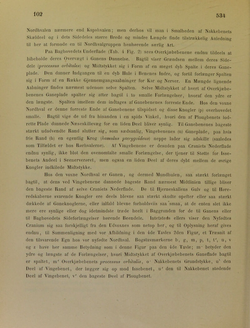 534 Nordhvalen nærmere end Kapslivalen; men derhos vil man i Smalheden af Nakkebenets Skældeel og i dets Sidedeles større Brede og mindre Længde finde tilstrækkelig Anledning til her at formode en til Nordhvalgruppen henhørende særlig Art. Paa Baghovedets Underflade (Tab. 4 Fig. 2) sees Overkjæbebenene endnu tildeels at bibeholde deres Overvægt i Ganens Dannelse. Bagtil viser Grændsen mellem deres Side- dele (processus orbitales) og Midtstykket sig i Form af en meget dyb Spalte i deres Gane- plade. Den danner Indgangen til en dyb Hule i Benenes Indre, og fortil forlænger Spalten sig i Form af en Række Gjennemgangsaabninger for Kar og Nerver. En Mængde lignende Aabninger findes nærmest udenom selve Spalten. Selve Midtstykket af hvert af Overkjæbe- beneues Ganeplade spalter sig alter bagiil i to smalle Forlængelser, hvoraf den ydre er den længste. Spalten imellem dem indtages af Ganebenenes forreste Ende. Hos den voxne Nordhval er denne forreste Ende af Ganebenene tilspidset og disse Knogler (p) overhovedet smalle. Bagtil vige de ud fra hinanden i en spids Vinkel, hvori den af Plougbenets lod- rette Plade dannede Næseskillevæg for en liden Deel bliver synlig. Til Ganebenenes bageste stærkt udadvendte Rand slutter sig, som sædvanlig. Vingebenenes (u) Ganeplade, paa hvis frie Rand (h) en egentlig Krog (hamulus pterygoideus) neppe lader sig adskille (saaledes som Tilfældet er hos Rørhvalerne). Af Vingebenene er desuden paa Craniets Nederflade endnu synlig, ikke blot den ovenomtalte smalle Forlængelse, der tjener til Støtte for Isse- benets Andeel i Seenerverøret, men ogsaa en liden Deel af deres dybt mellem de øvrige Knogler indkilede Midtstykke. Hos den voxne Nordhval er Ganen, og dermed Mundhulen, saa stærkt forlænget bagtil, at dens ved Vingebenene dannede bageste Rand nærmest Midtlinien tillige bliver den bageste Rand af selve Craniets Nederflade. De til Hjerneskallens Gulv og til Høre- redskaberne svarende Knogler ere deels bievne saa stærkt skudte opefter eller saa stærkt dækkede af Ganeknoglerne, eller ialfald bievne forholdsviis saa’smaa, at de enten slet ikke mere ere synlige eller dog idetmindste træde heelt i Baggrunden for de til Ganens eller til Baghovedets Sideforlængelser hørende Beendele. Intetsteds ellers viser den Nyfødtes Cranium sig saa forskjelligt fra den Udvoxnes som netop her, og til Oplysning heraf gives endnu, til Sammenligning med vor Afbildning i den 4de Tavles 2deu Figur, et Træsnit af den tilsvarende Egn hos vor nyfødte Nordhval. Bogstavmærkerne b, g, m, p, t, t', u, v og z have her samme Betydning som i denne Figur paa den 4de Tavle; m‘ betyder den ydre og længste af de Forlængelser, hvori Midtstykket af Overkjæbebenets Ganeflade bagtil er spaltet, m' Overkjæbebenets processus orhitalis^ o’ Nakkebenets Grundstykke, u' den Deel af Vingebenet, der lægger sig op mod Issebenet, u' den til Nakkebenet stødende Deel af Vingebenet, v' den bageste Deel af Plougbenet.