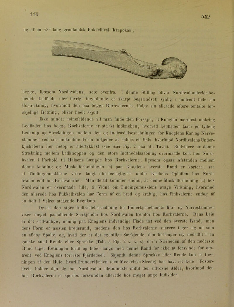 542 og af en 43' lang grønlandsk rtikkelhval (Krepokak), begge, ligesom Nordhvalens, sete ovenfra. I denne Stilling bliver Nordbvalunderkjæbe- benets Ledflade (der iøvrigt ingenlunde er skarpt begrændset) synlig i omtrent hele sin Udstrækning, hvorimod den paa begge Rørbvalernes, ifølge sin allerede oftere omtalte for- skjellige Retning, bliver beelt skjult. Ikke mindre iøinefaldende vil man finde den Forskjel, at Knoglen næ.rmest omkring Ledfladen bos begge Rørhvalerne er stærkt indkneben, hvorved Ledfladen faaer en tydelig Ledknop og Strækningen mellem den og Indtrædelsesaabningen for Knoglens Kar og Nerve- stammer ved sin indknebne Form fortjener at kaldes en Hals, hvorimod Nordlivalens Under- kjæbebeen her netop er allertykkest (see især Fig. 2 paa ote Tavle). Endvidere er denne Strækning mellem Ledknoppen og den store Indtrædelsaabning overmaade kort hos Nord- hvalen i Forhold til Halsens Længde hos Rørhvalerne, ligesom ogsaa Afstanden mellem denne Aabning og Muskelforhøiniugen (c) paa Knoglens øverste Rand er kortere, saa at Tindingemuskierne virke langt ufordeelagtigere under Kjæbens Opløften hos Nord- hvalen end hos Rørhvalerne. Men dertil kommer endnu, at denne Muskelforhøining (c) hos Nordhvalen er overmaade lille, til Vidne om Tindingemusklens svage Virkning, hvorimod den allerede hos Pukkelhvalen har Form af en bred og kraftig, hos Finhvalerne endog af en høit i Veiret staaende Beenkam. Ogsaa den store Indtrædelsesaabning for Underkjæbebenets Kar- og Nervestammer viser meget paafaldende Særkjender hos Nordhvalen fremfor hos Rørhvalerne. Dens Leie er det sædvanlige, nemlig paa Knoglens indvendige Flade tæt ved den øverste Rand, men dens Form er næsten kredsrund, medens den hos Rørhvalerne snarere tager sig ud som en aflang Spalte, og, hvad der er det egentlige Særkjendc, den forlænger sig nedadtil i en ganske smal Rende eller Sprække (Tab. 6 Fig. 2 x, x, x), der i Nærheden af den nederste Rand tager Retningen fortil og løber langs med denne Rand for ikke at forsvinde før om- trent ved Knoglens forreste Fjerdedeel. Skjøndt denne Sprække eller Rende kun er Lev- ningen af den Hule, hvori Urunderkjæben (den Meckelske Streng) har havt sit Leie i Foster- livet, holder den sig hos Nordhvalen idetmindste indtil den udvoxne Alder, hvorimod den hos Rørhvalerne er sporløs forsvunden allerede hos meget unge Individer.