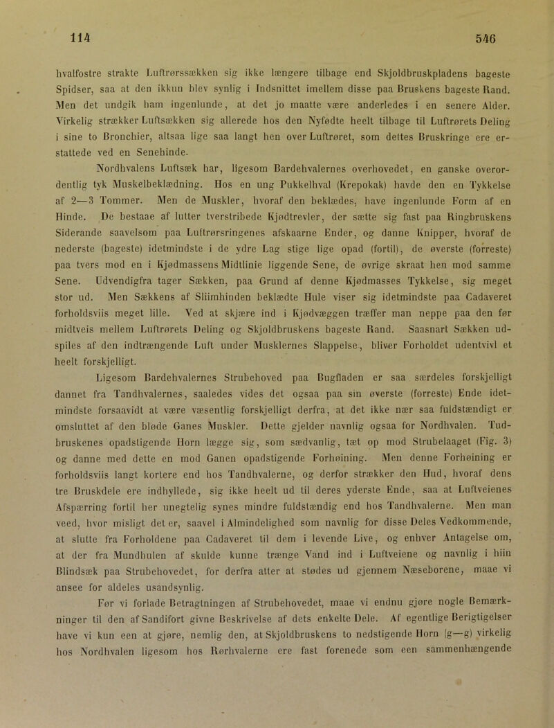 hvalfostre strakte Luftrørssækken sig ikke længere tilbage end Skjoldbruskpladens bageste Spidser, saa at den ikkun blev synlig i Indsnittet imellem disse paa Bruskens bageste Rand. Men det undgik ham ingenlunde, at det jo maatte være anderledes i en senere Alder. Virkelig strækker Luftsækken sig allerede hos den Nyfødte hedt tilbage til Luftrørets Deling i sine to Brondiier, altsaa lige saa langt ben over Luftrøret, som deltes Bruskringe ere er- stattede ved en Senehinde. Nordhvalens Luftsæk har, ligesom Bardehvalernes overhovedet, en ganske overor- dentlig tyk Muskelbeklædning. Hos en ung Pukkelhval (Krepokak) havde den en Tykkelse af 2—3 Tommer. Men de Muskler, hvoraf den beklædes, have ingenlunde Form af en Hinde. De hestaae af lutter tverstribede Kjødtrevler, der sætte sig fast paa Ringbruskens Siderande saavelsora paa Luftrørsringenes afskaarne Ender, og danne Knipper, hvoraf de nederste (bageste) idetmindste i de ydre Lag stige lige opad (fortil), de øverste (forreste) paa tvers mod en i Kjødmassens Midtlinie liggende Sene, de øvrige skraat hen mod samme Sene. Udvendigfra tager Sækken, paa Grund af denne Kjødmasses Tykkelse, sig meget stor ud. Men Sækkens af Sliimhinden beklædte Hule viser sig idetmindste paa Cadaveret forholdsviis meget lille. Ved at skjære ind i Kjødvæggen træffer man neppe paa den før midtveis mellem Luftrørets Deling og Skjoldbruskens bageste Rand. Saasnart Sækken ud- spiles af den indtrængende Luft under Musklernes Slappelse, bliver Forholdet udentvivl et heelt forskjelligt. Ligesom Bardehvalernes Strubehoved paa Bugfladen er saa særdeles forskjelligt dannet fra Tandhvalernes, saaledes vides det ogsaa paa sin øverste (forreste) Ende idet- mindste forsaavidt at være væsentlig forskjelligt derfra, at det ikke nær saa fuldstændigt er omsluttet af den bløde Ganes Muskler. Dette gjelder navnlig ogsaa for Nordhvalen. Tud- bruskenes opadstigende Horn lægge sig, som sædvanlig, tæt op mod Slrubelaaget (Fig. 3) og danne med dette en mod Ganen opadstigende Forhøining. Men denne Forhøining er forholdsviis langt kortere end hos Tandhvalerne, og derfor strækker den Hud, hvoraf dens tre Bruskdele ere indhyllede, sig ikke heelt ud til deres yderste Ende, saa at Luftveienes Afspærring fortil her unegtelig synes mindre fuldstændig end hos Tandhvalerne. Men man veed, hvor misligt det er, saavel i Almindelighed som navnlig for disse Deles Vedkommende, at slutte fra Forholdene paa Cadaveret til dem i levende Live, og enhver Antagelse om, at der fra Mundhulen af skulde kunne trænge Vand ind i Luftveiene og navnlig i hiin Blindsæk paa Strubehovedet, for derfra atter at stødes ud gjennem Næseborene, maae vi ansee for aldeles usandsynlig. Før vi forlade Betragtningen af Strubehovedet, maae vi endnu gjøre nogle Bemærk- ninger til den afSandifort givne Beskrivelse af dets enkelte Dele. Af egentlige Berigtigelser have vi kun een at gjøre, nemlig den, at Skjoldbruskens to nedstigende Horn (g—g) virkelig hos Nordhvalen ligesom hos Rørhvalerne ere fast forenede som een sammenhængende