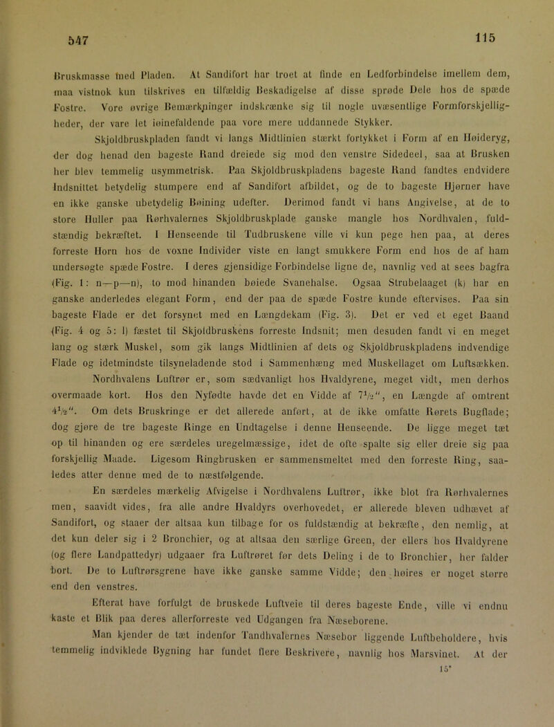 547 IJruskmasse fned Fladen. At Saiidifort liar troet at (inde en Ledforbindelse imellem dem, niaa vistnok kim tilskrives en tilfældig Beskadigelse af disse sprøde Dele hos de spæde Fostre. Vore øvrige Bemærkjiinger indskrænke sig til nogle uvæsentlige Formforskjellig- heder, der vare let iøinefaldende paa vore mere uddannede Stykker. Skjoldbruskpladen fandt vi langs IVlidtlinien stærkt fortykket i Form af en Iløideryg, der dog benåd den bageste Iland dreiede sig mod den venstre Sidedeel, saa at Brusken her blev temmelig usymmetrisk. Paa Skjoldbruskpladens bageste Iland fandtes endvidere Indsnittet betydelig stumpere end af Sandifort afbildet, og de to bageste Hjørner have en ikke ganske ubetydelig Bøining udefter. Derimod fandt vi hans Angivelse, at de to store Huller paa Børhvalernes Skjoldbruskplade ganske mangle bos Nordbvalen, fuld- stændig bekræftet. I Henseende til Tudbruskene ville vi kun pege hen paa, at deres forreste Horn hos de voxne Individer viste en langt smukkere Form end hos de af ham undersøgte spæde Fostre. I deres gjensidige Forbindelse ligne de, navnlig ved at sees bagfra (Fig. 1: n~p—n), to mod hinanden bøiede Svanehalse. Ogsaa Strubelaaget (k) har en ganske anderledes elegant Form, end der paa de spæde Fostre kunde eftervises. Paa sin bageste Flade er det forsynet med en Længdekam (Fig. 3). Det er ved et eget Baand (Fig. 4 og 5: 1) fæstet til Skjoldbruskens forreste Indsnit; men desuden fandt vi en meget lang og stærk Muskel, som gik langs Midtlinien af dets og Skjoldbruskpladens indvendige Flade og idetmindste tilsyneladende stod i Sammenhæng med Muskellaget om Luftsækken. Nordhvalens Luftrør er, som sædvanligt hos Elvaldyrene, meget vidt, men derhos nvermaade kort. Hos den Nyfødte havde det en Vidde af 7V2, en Længde af omtrent 4V2. Om dets Bruskringe er det allerede anført, at de ikke omfatte Hørets Bugflade; dog gjøre de tre bageste Ringe en Undtagelse i denne Henseende. De ligge meget tæt op til hinanden og ere særdeles uregelmæssige, idet de ofte spalte sig eller dreie sig paa forskjellig Maade. Ligesom Ringbrusken er sammensmeltet med den forreste Ring, saa- ledes atter denne med de to næstfølgende. En særdeles mærkelig Afvigelse i Nordhvalens Luftrør, ikke blot fra Rørlivalernes men, saavidt vides, fra alle andre Hvaldyrs overhovedet, er allerede bleven udbævet af Sandifort, og staaer der altsaa kun tilbage for os fuldstændig at bekræfte, den nemlig, at det kun deler sig i 2 Broncbier, og at altsaa den særlige Green, der ellers hos Hvaldyrene (og tiere Landpattedyr) udgaaer fra Luftrøret før dets Deling i de to Broncbier, her falder •bort. De to Luftrørsgrene have ikke ganske samme Vidde; den ■ lioires er noget større end den venstres. Efterat have forfulgt de bruskede Luftveie til deres bageste Ende, ville vi endnu kaste et Blik paa deres allerforreste ved Udgangen fra Næseborene. Man kjender de tait indenlor landbvalernes Næsebor liggende Luftbeholdere, hvis temmelig indviklede Bygning bar fundet liere Beskrivefe, navnlig bos Marsvinet. At der 15’